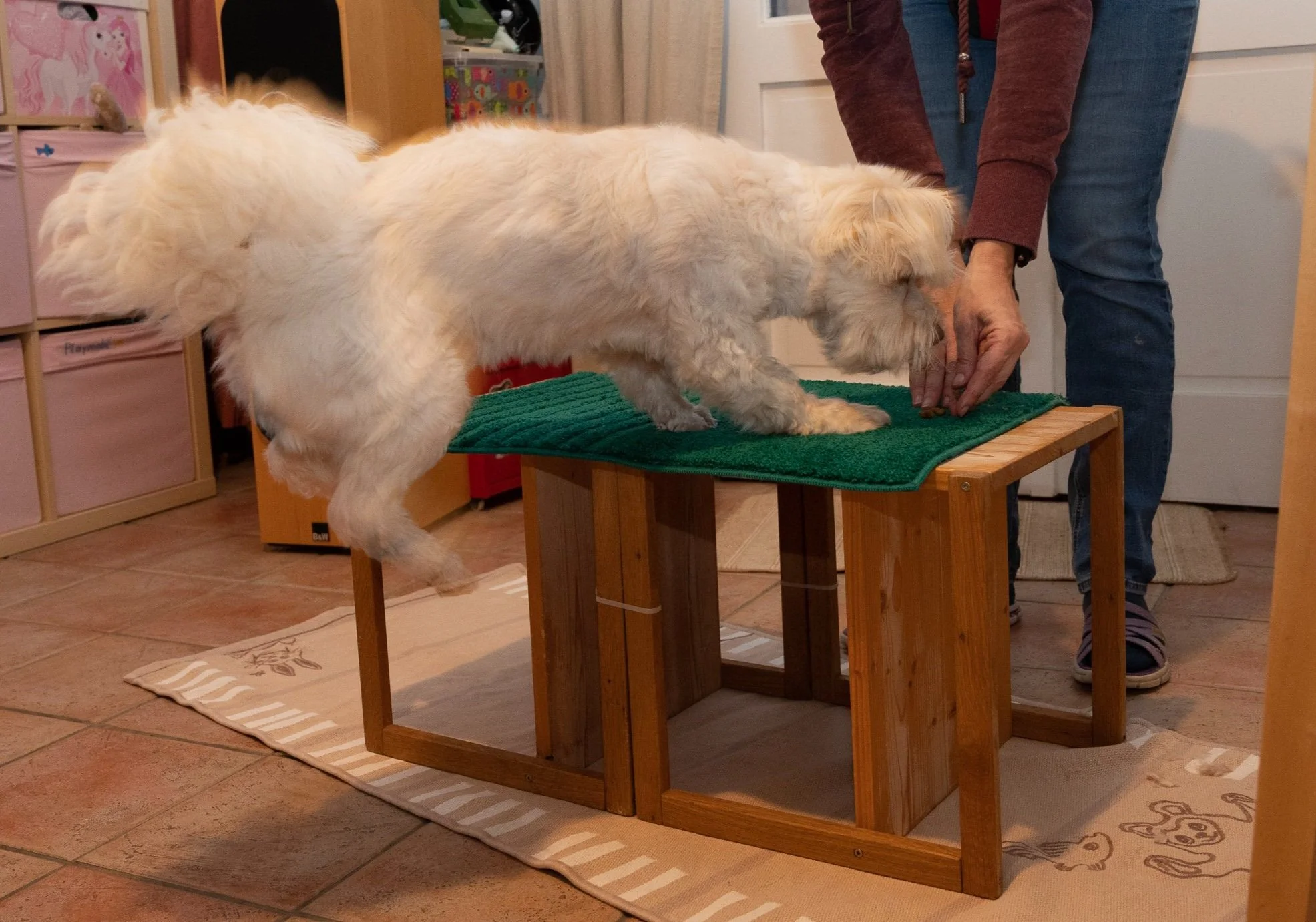 Hunde, die regelmäßig Haarpflege benötigen