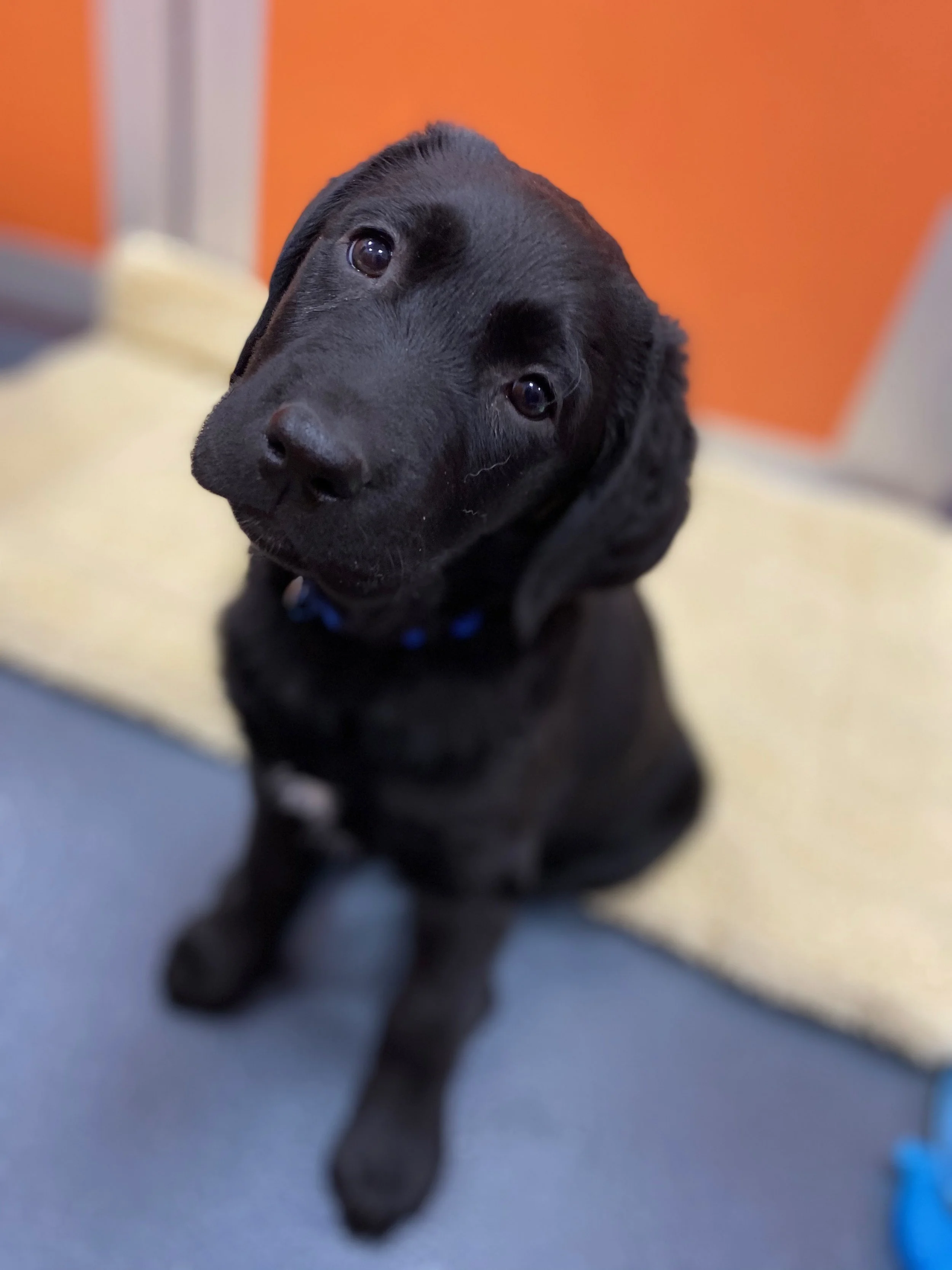 Bonus puppy.jpeg