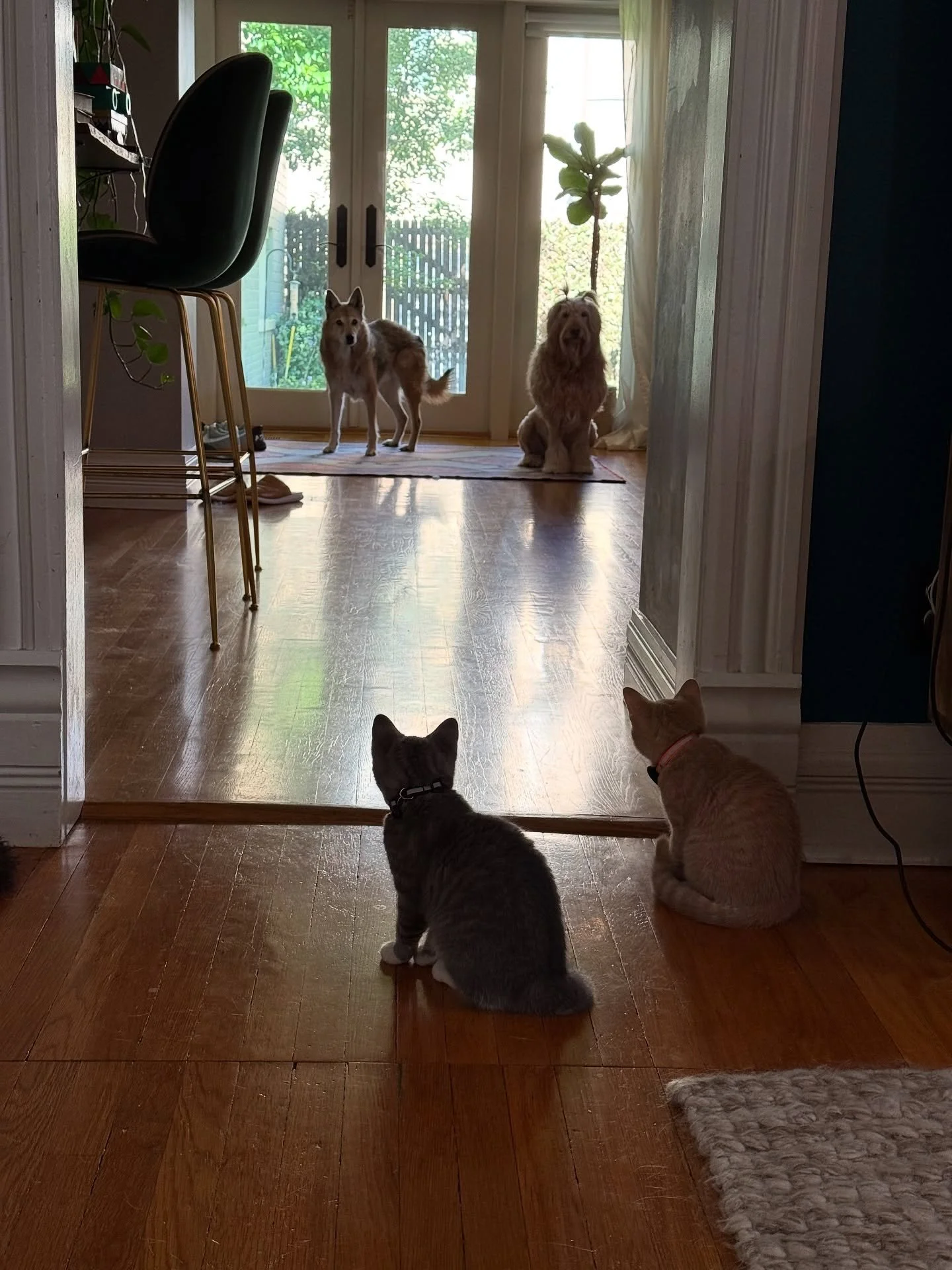 It&rsquo;s been a kitten kinda summer