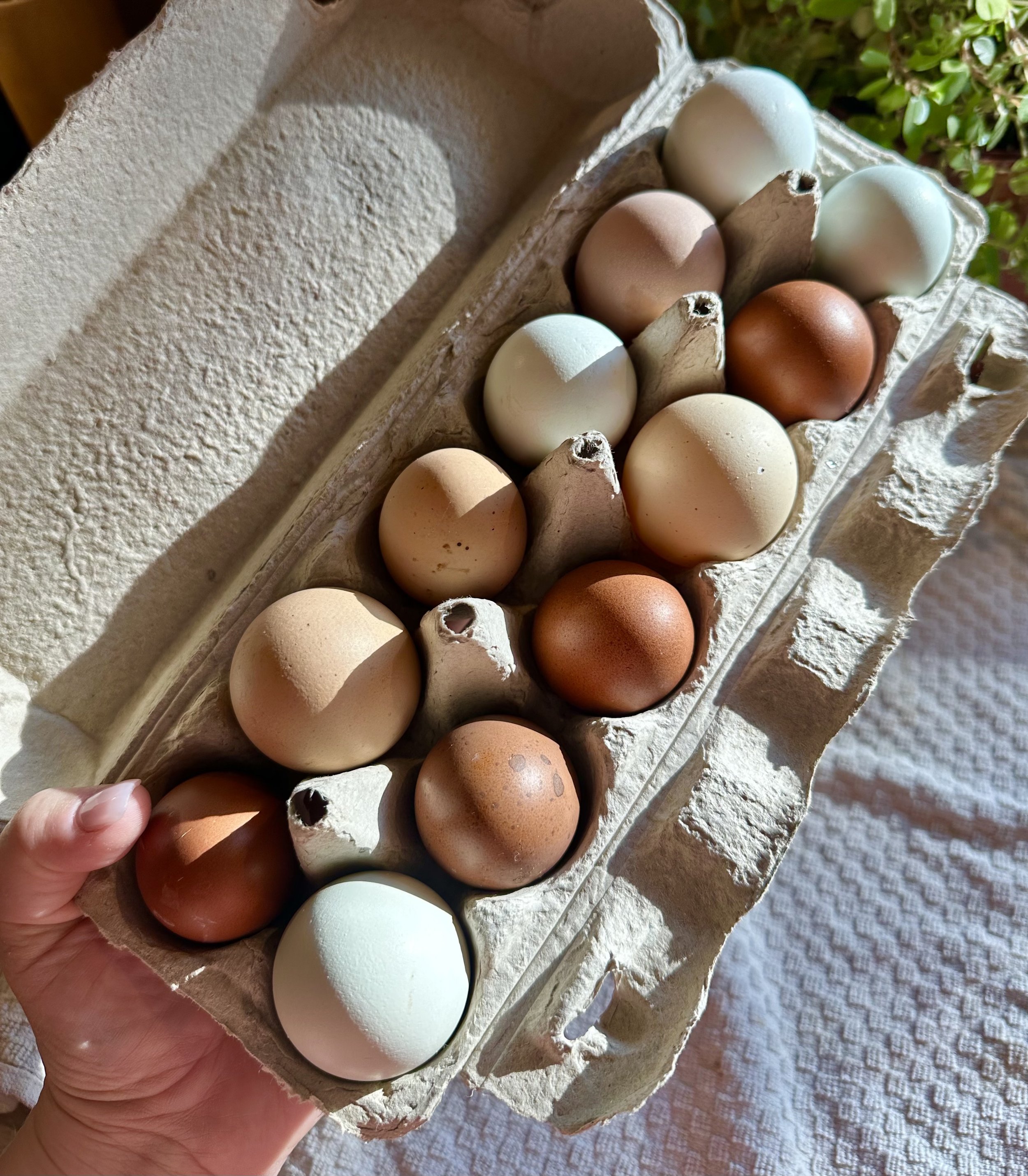 Farm Fresh Eggs