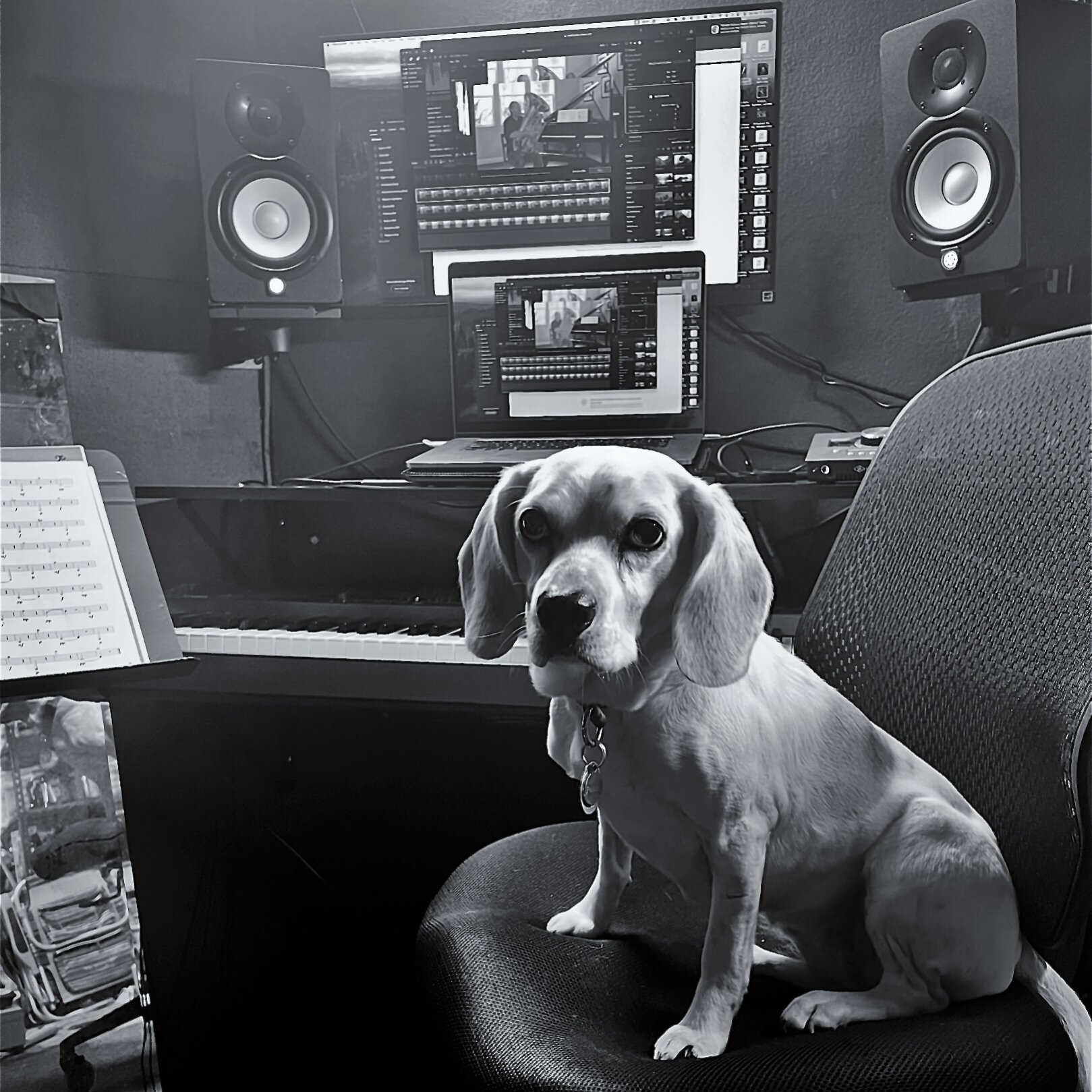 Penny Lane enjoying the new studio setup.
.
.
.
#puggle #studio #musicproduction #videoproduction #finalcutpro #casioprevia #macbookpro #yamahahs5