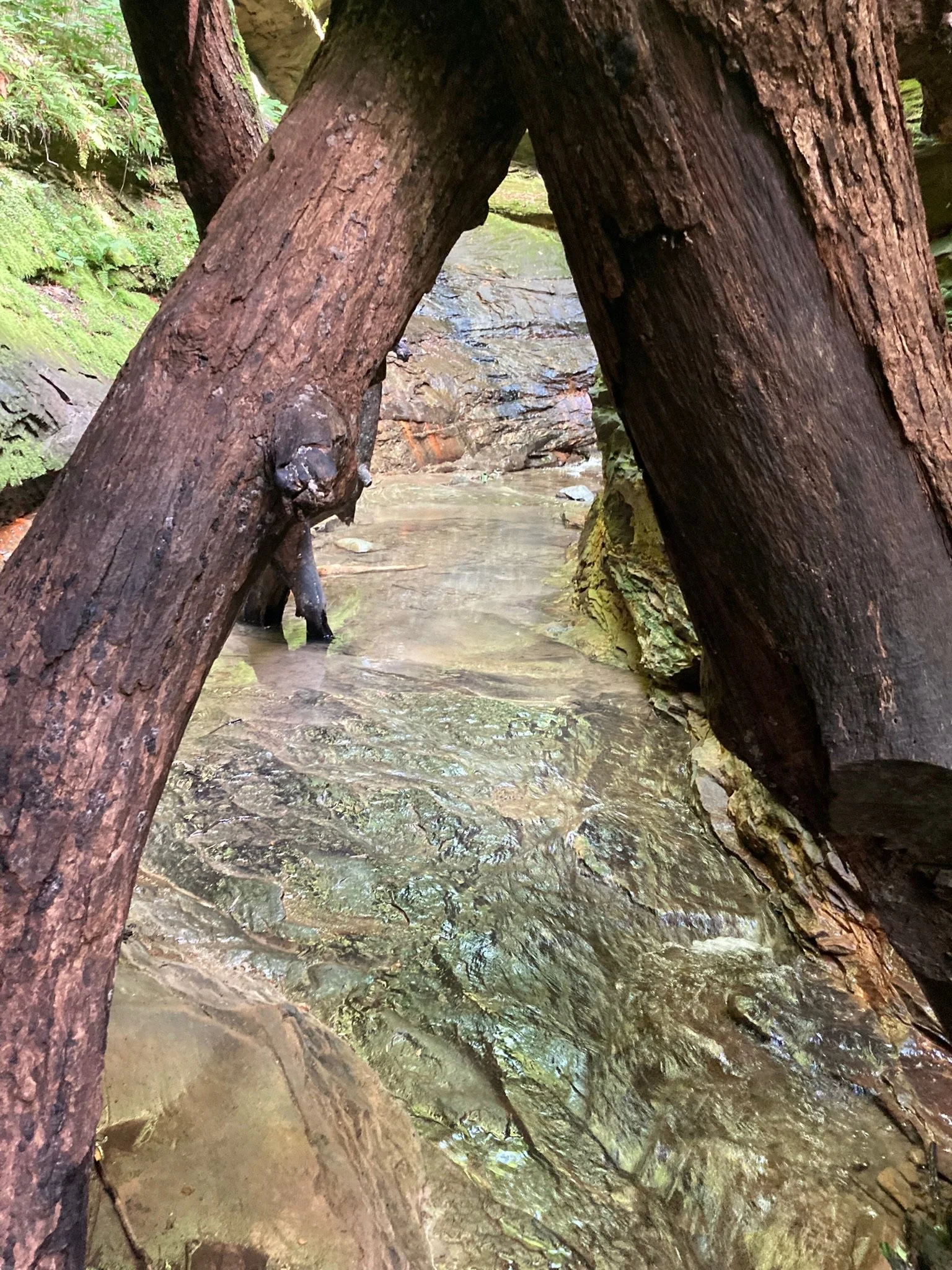 Turkey Run State Park Indiana