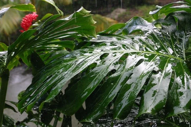 7 Things To Do on Maui When it Rains (South Side Edition!)