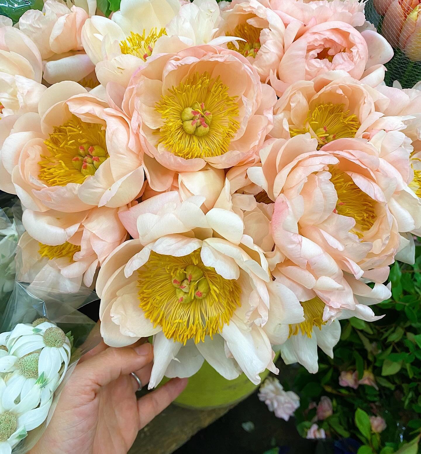 ✨ Peonies ✨

They&rsquo;re here! The market is currently bursting with these beautiful blooms and I&rsquo;m here for it! 

Peonies are typically in season during late spring to early summer, usually from April to June, depending on your location. The