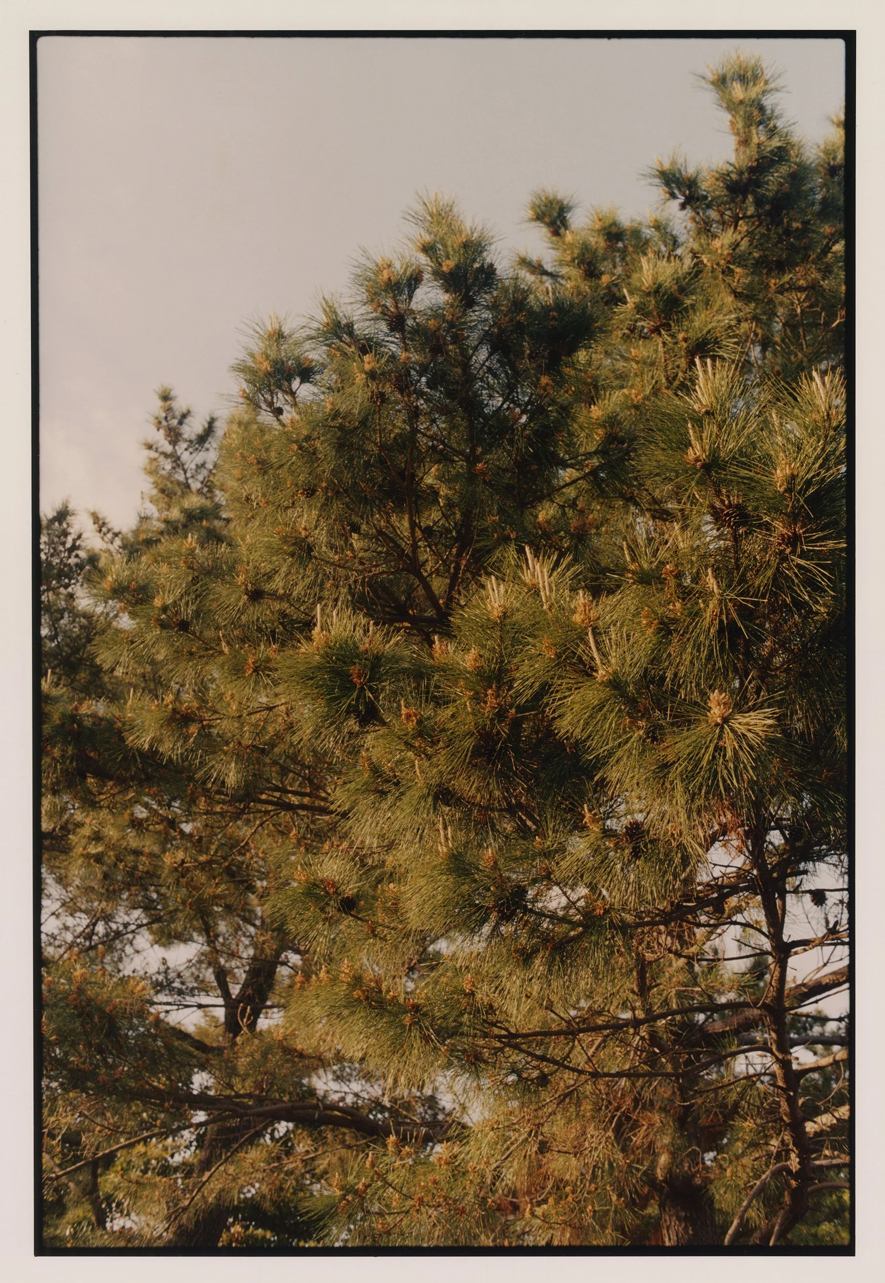 sunset pine_result.jpg