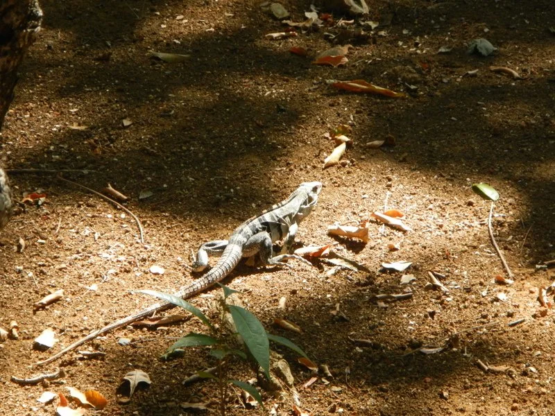 Utila, Bay Islands, Honduras