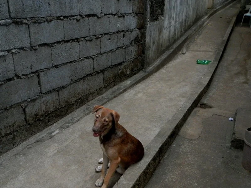 Bruno, the dog with much more bark than bite