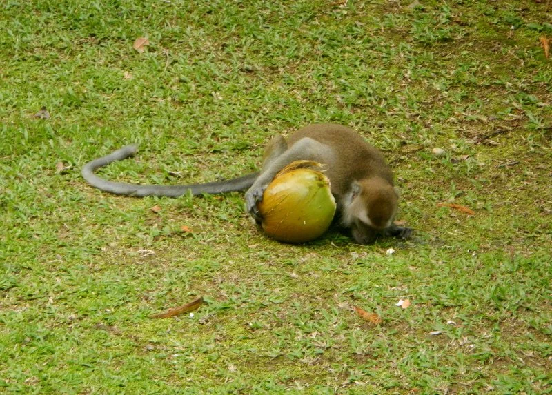 Monkey sipping spilled coconut milk off the ground