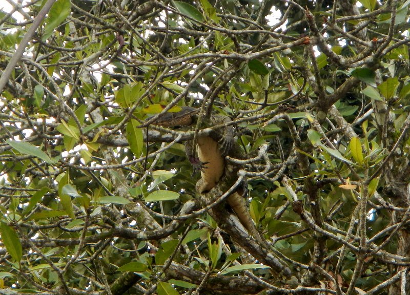 monitor lizard chillin in the tree