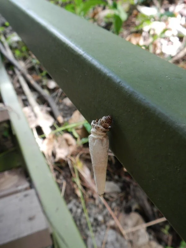 Caterpillar, or joint?