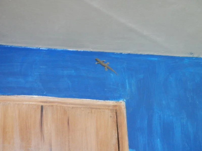 My pet gecko, named "Water Bottle"
