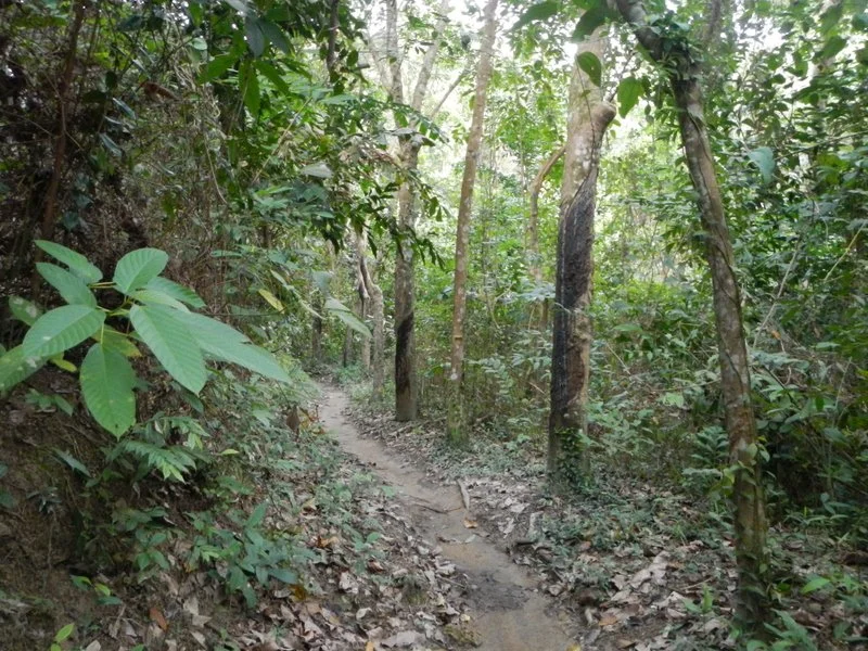 Thoughts from the jungles of Penang, Malaysia