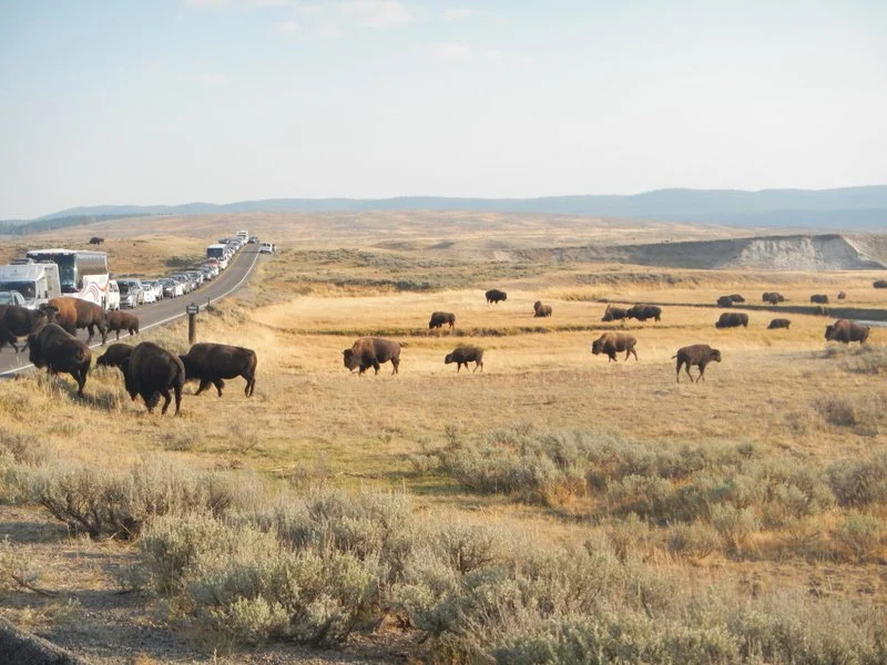 Bye Bye Yellowstone! Until next time…