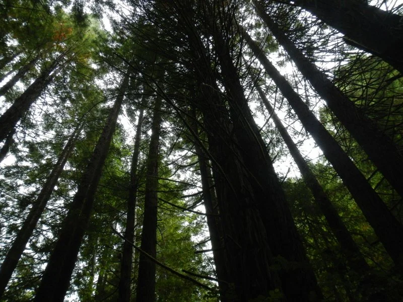The Redwoods