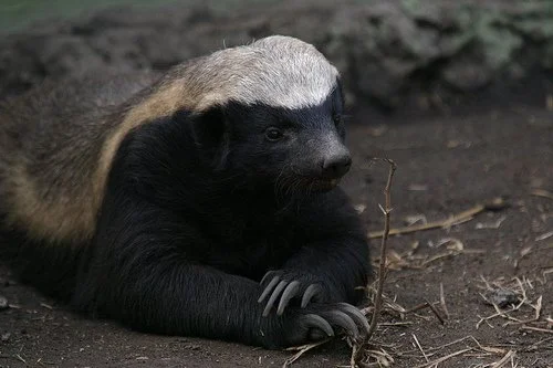 The Honey Badger made me miss my flight