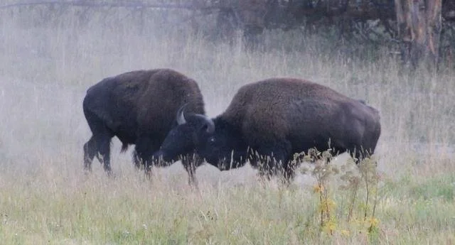 The bison are mating, it’s time to complain