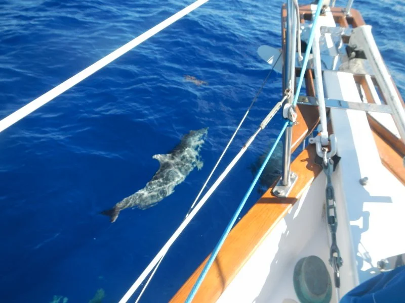 dolphins swimming at the bow