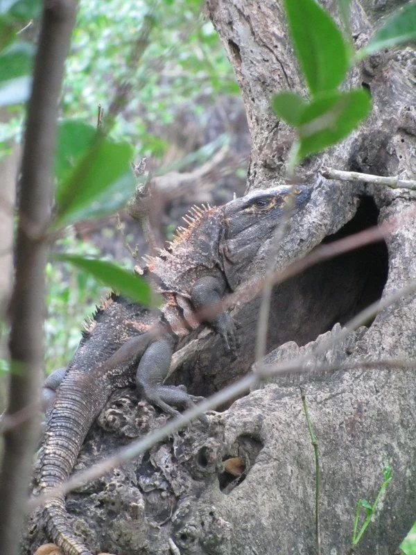 Craig McDuff the Elusive