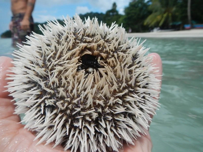 sea urchin