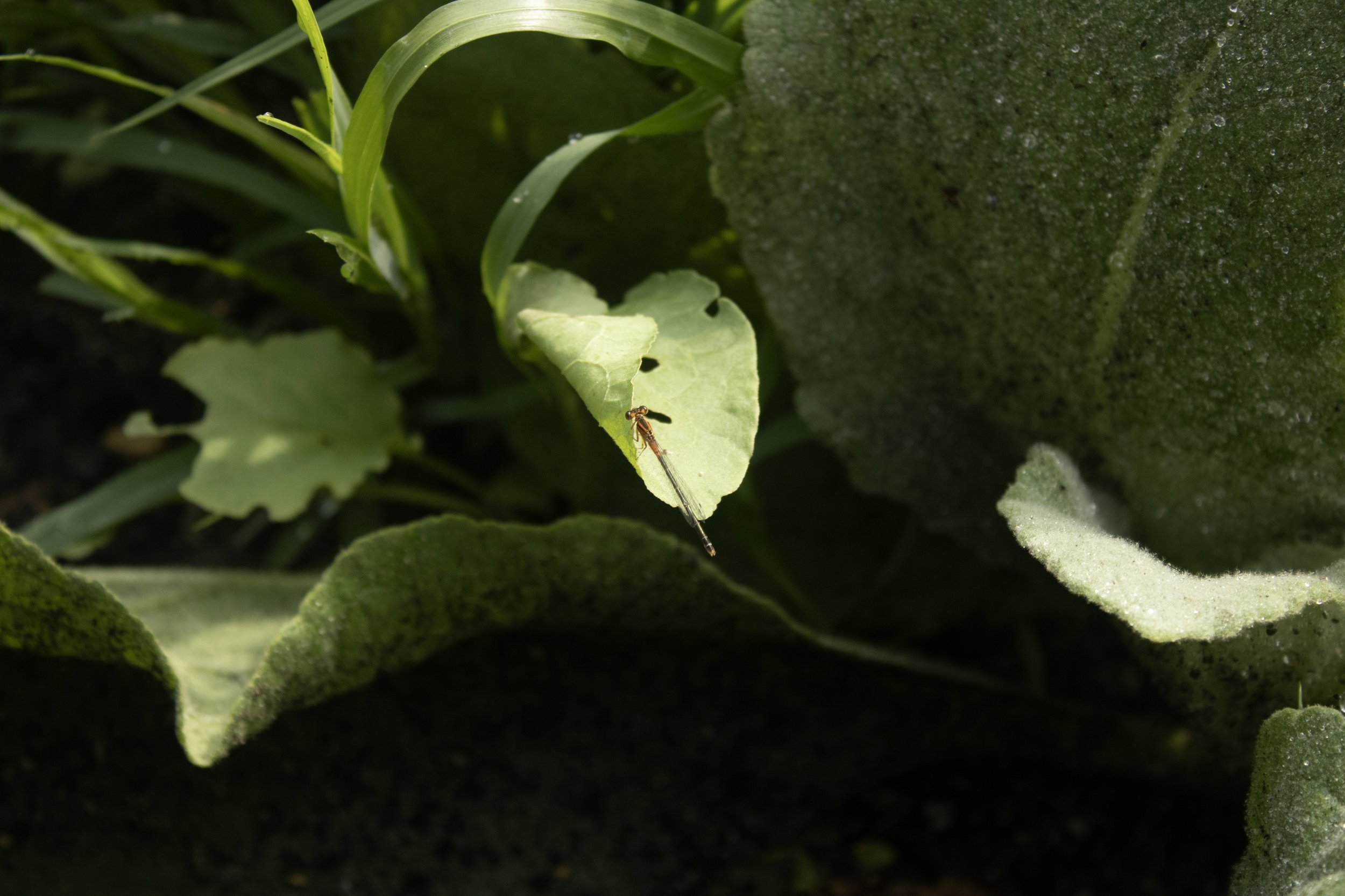 Kaylee Rutherford, 2024