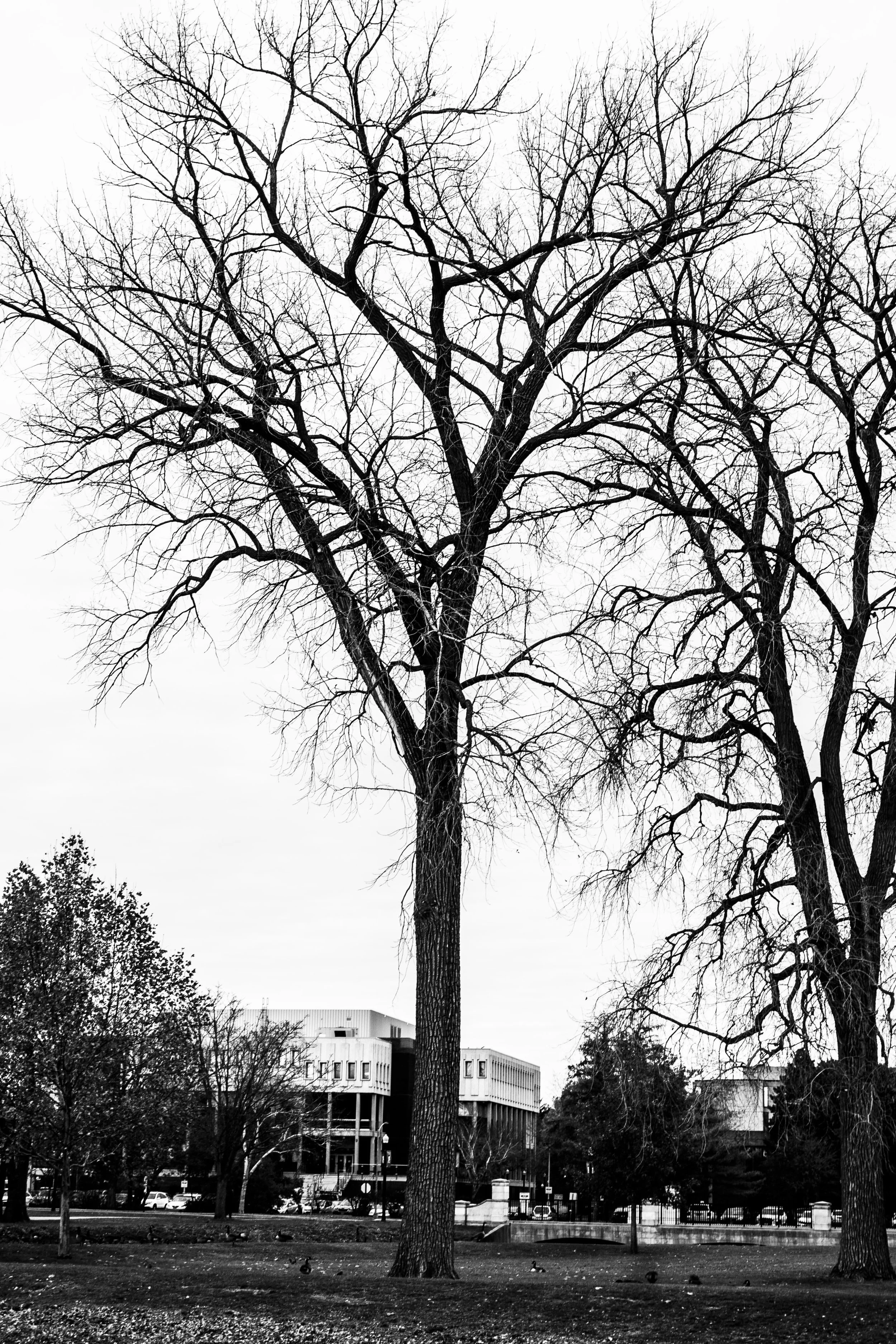 Georgie Fortuna 2025