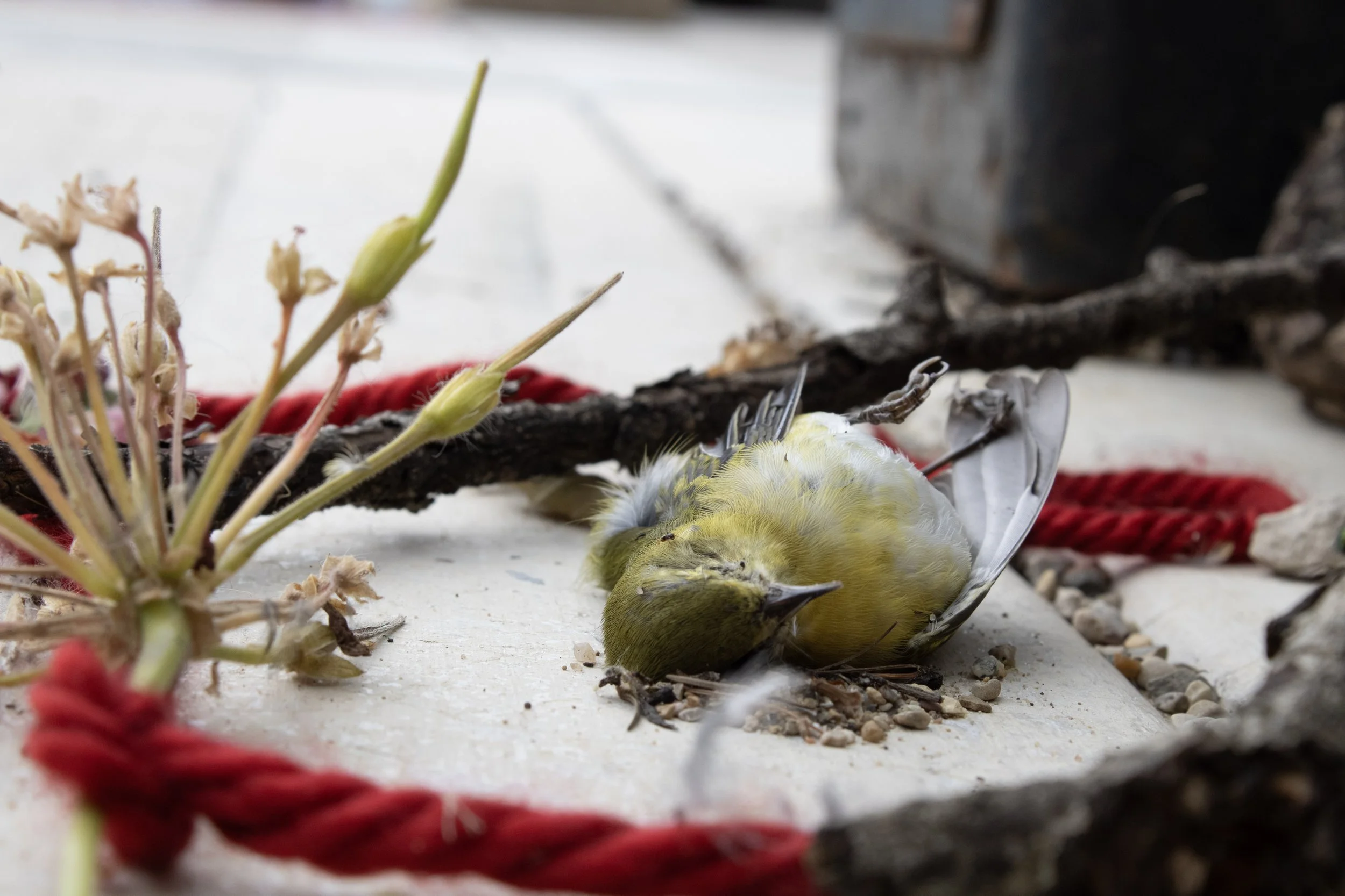 Lance Carrillo, 2024