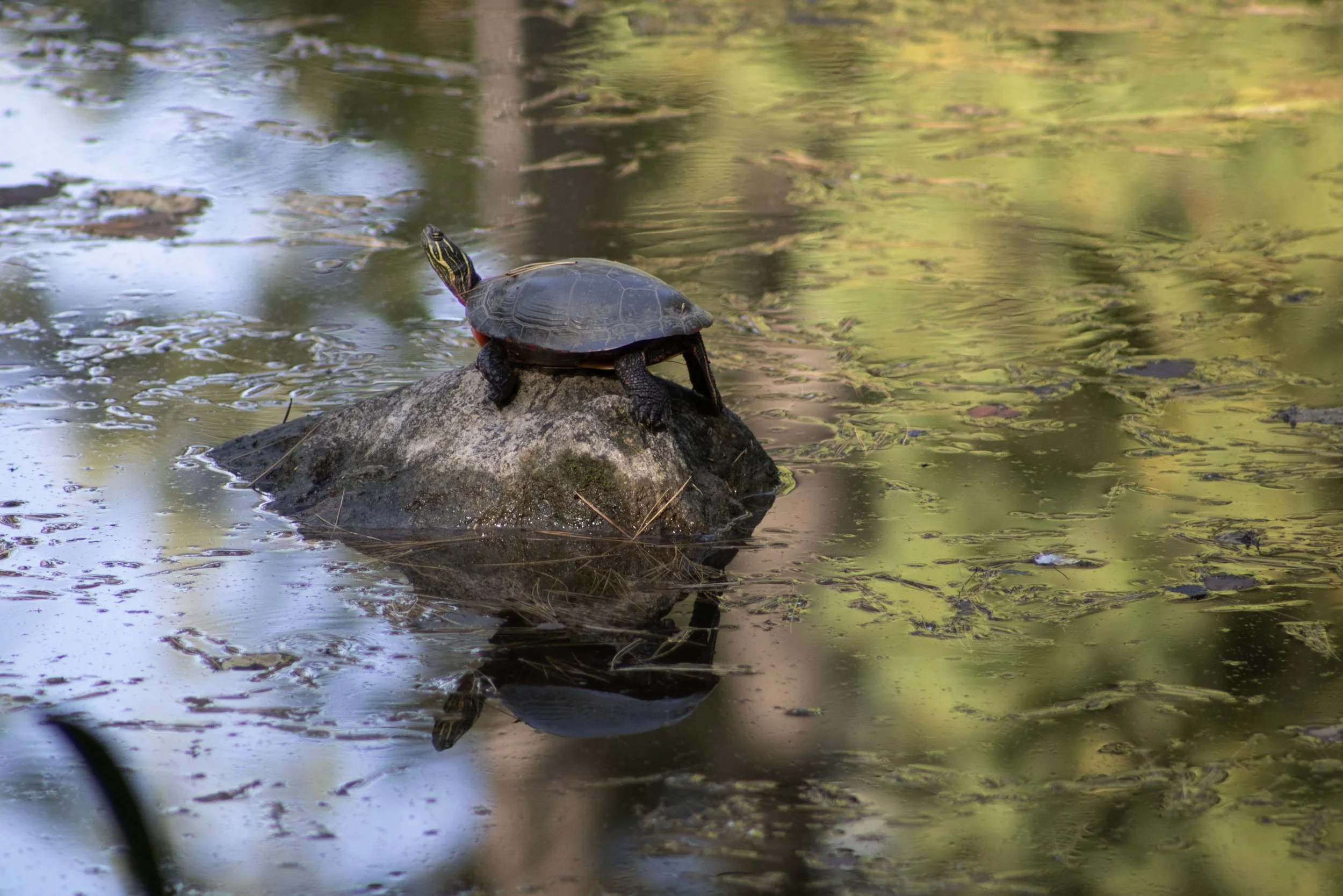 Molly Livingston 2025