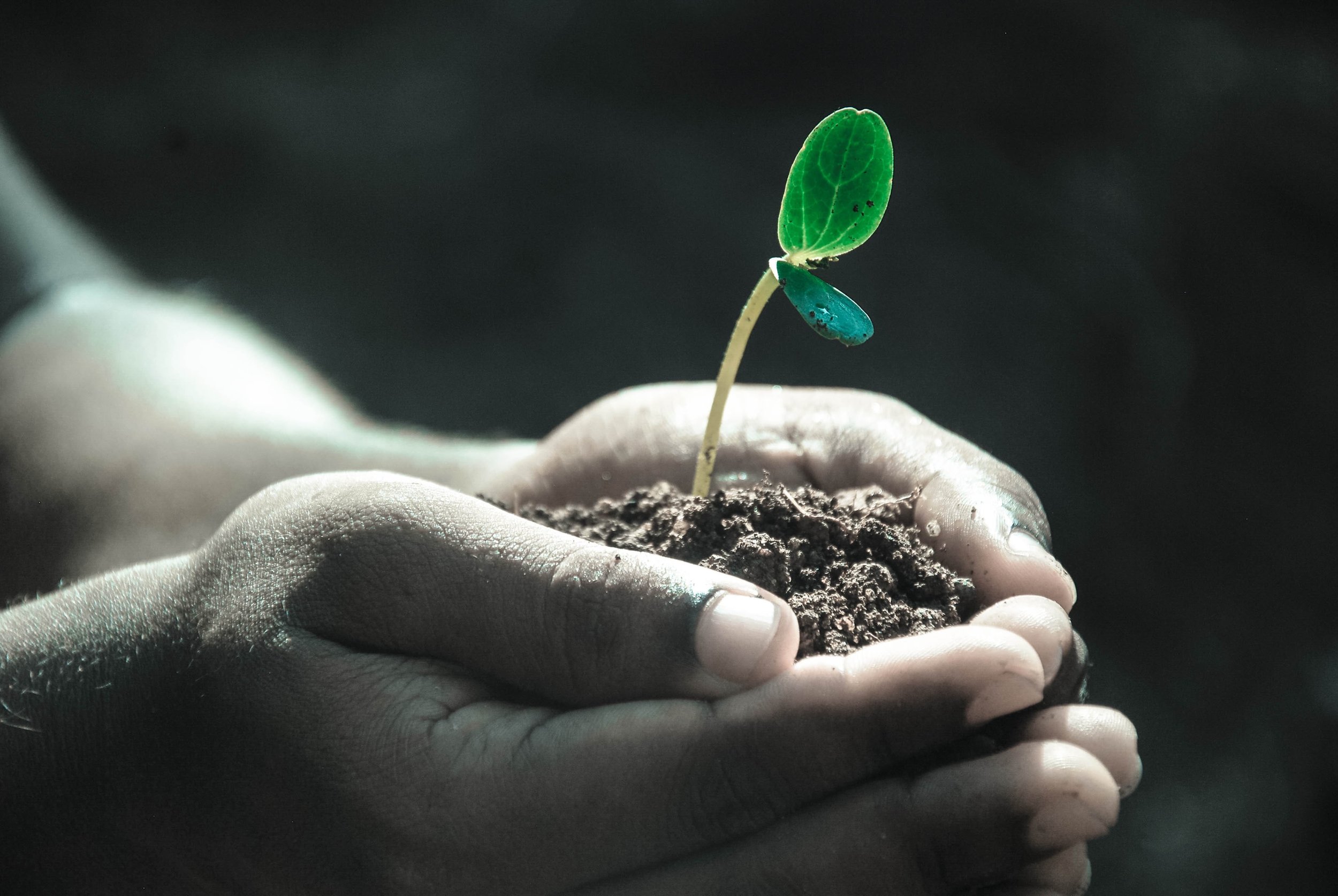 CHURCH PLANT MUST-HAVES
