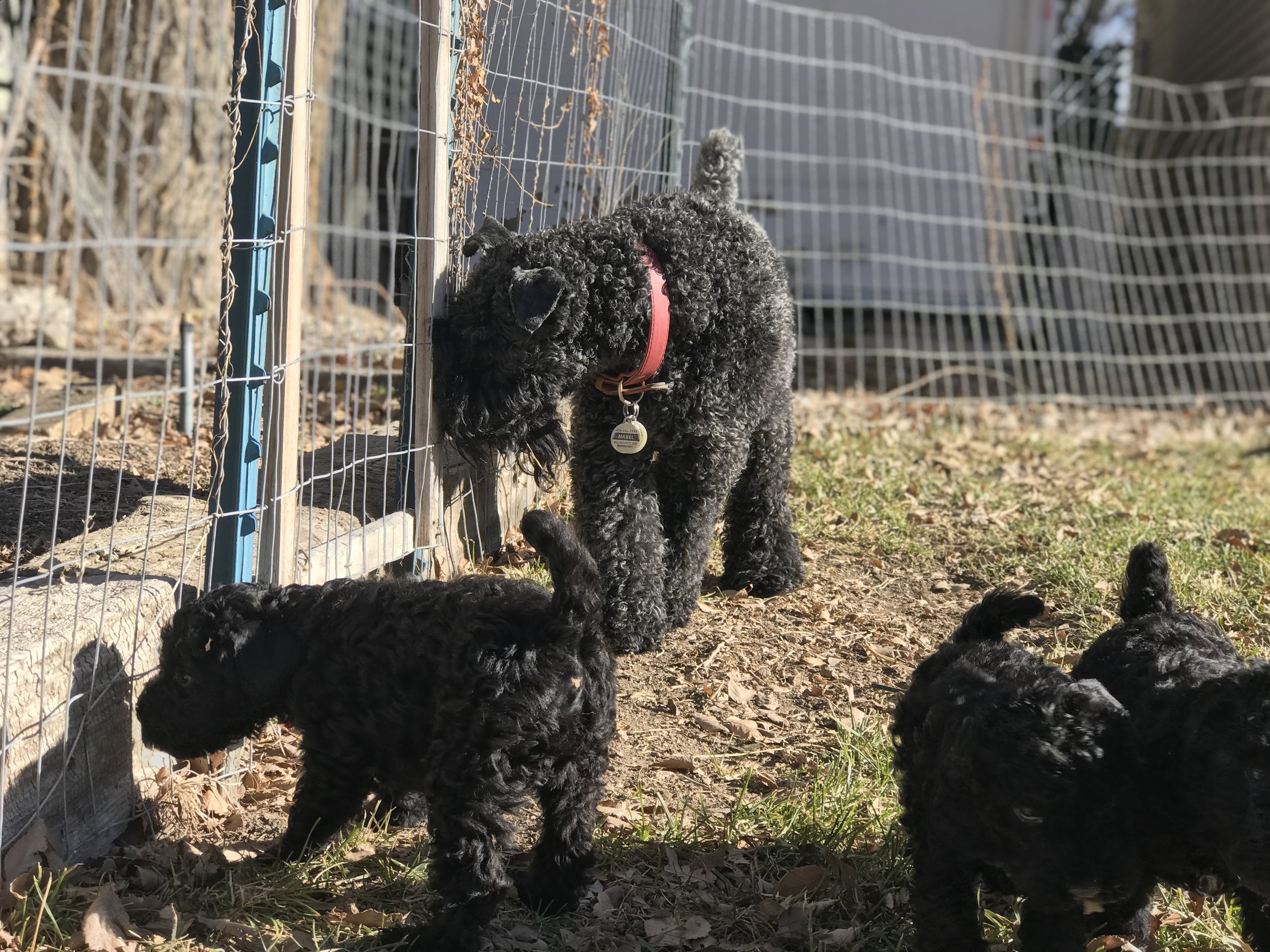 A litter photo option 2.jpg
