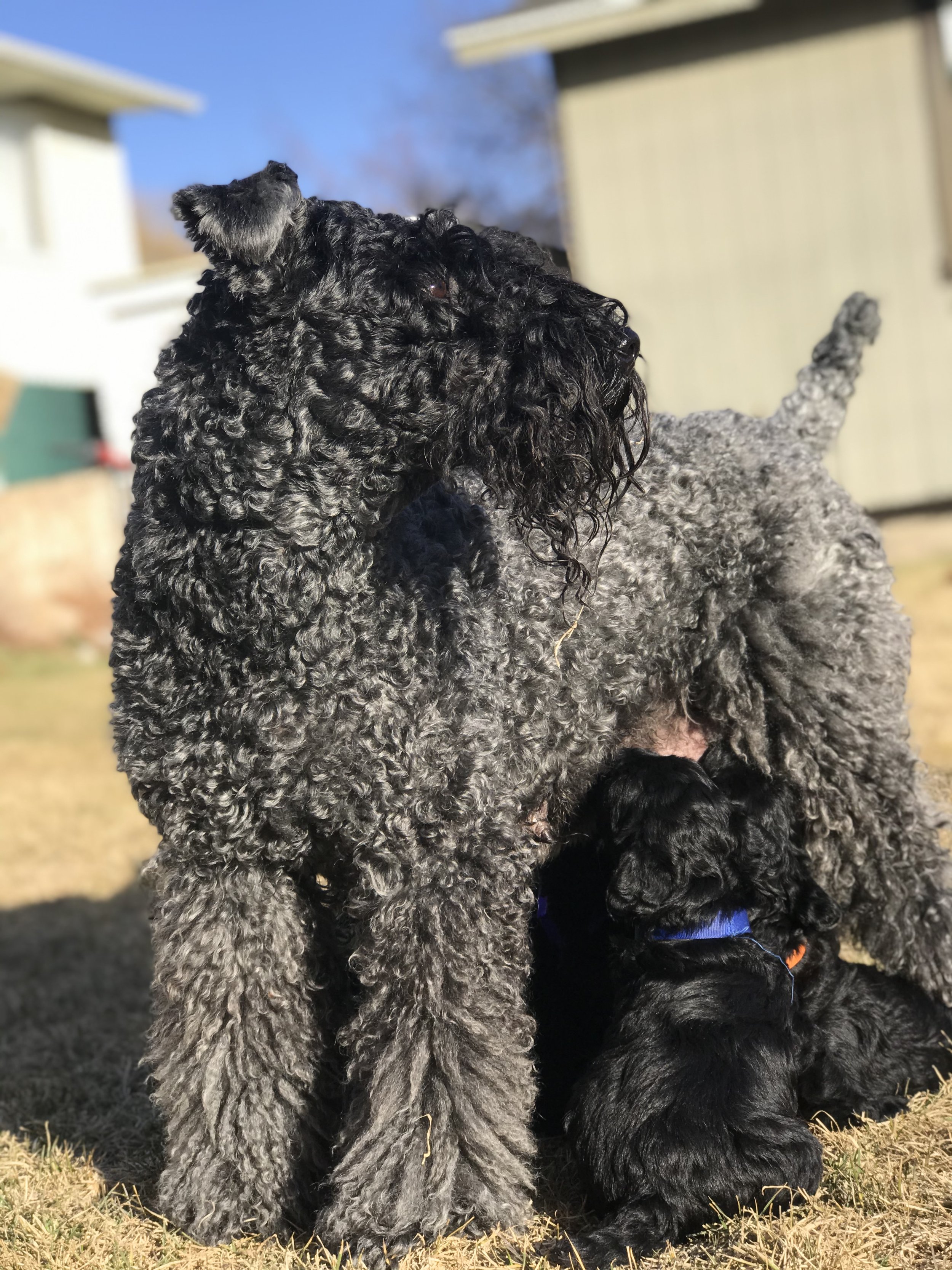 C litter photo option 4.jpg