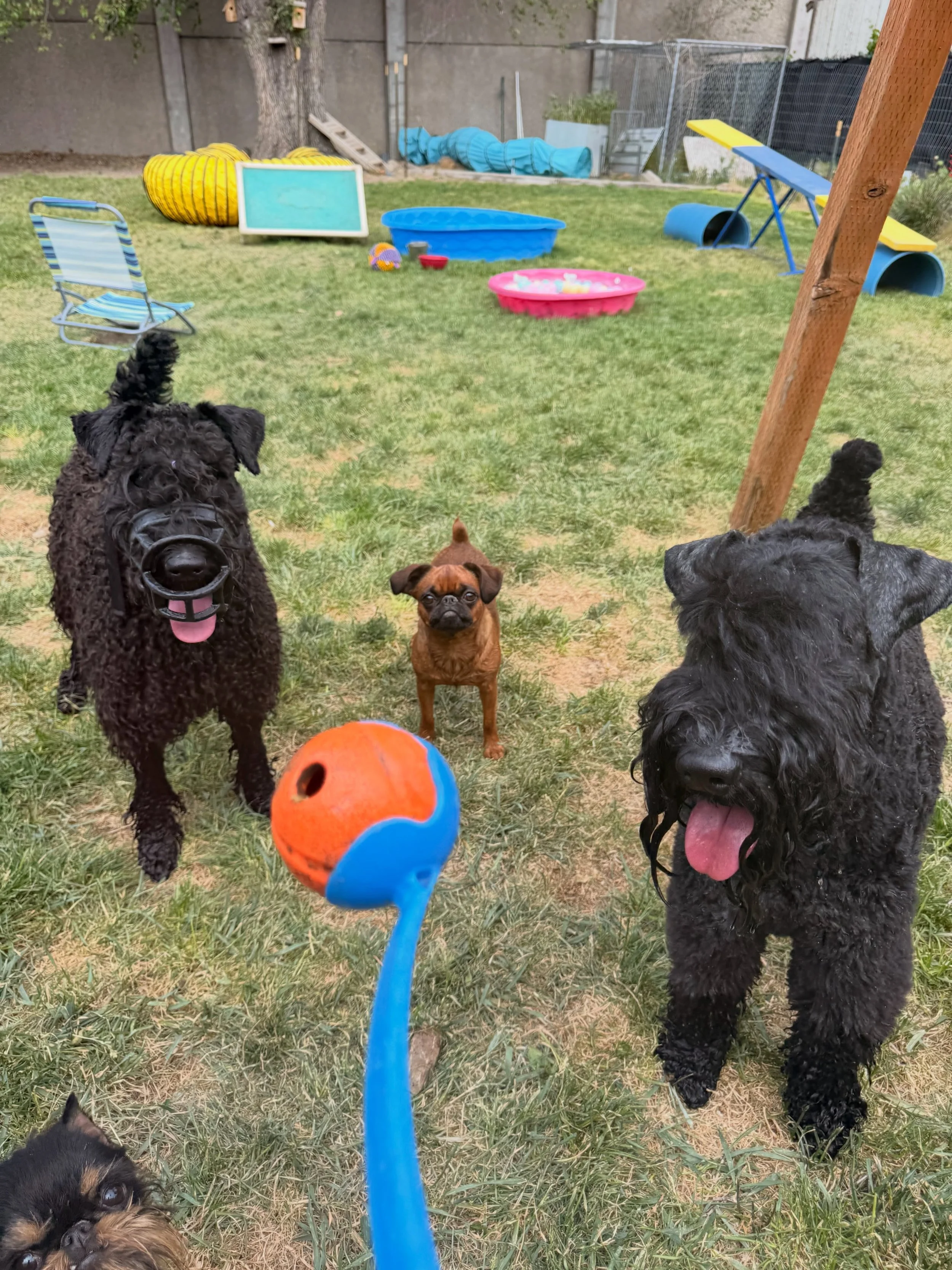 Muzzle training is such a wonderful thing.  Gemma doesn&rsquo;t need a muzzle but we practiced just because, and guess what - today it easily and effectively stopped her ball thievery, now we can enjoy a casual game of fetch in the yard. ✅. Muzzle tr
