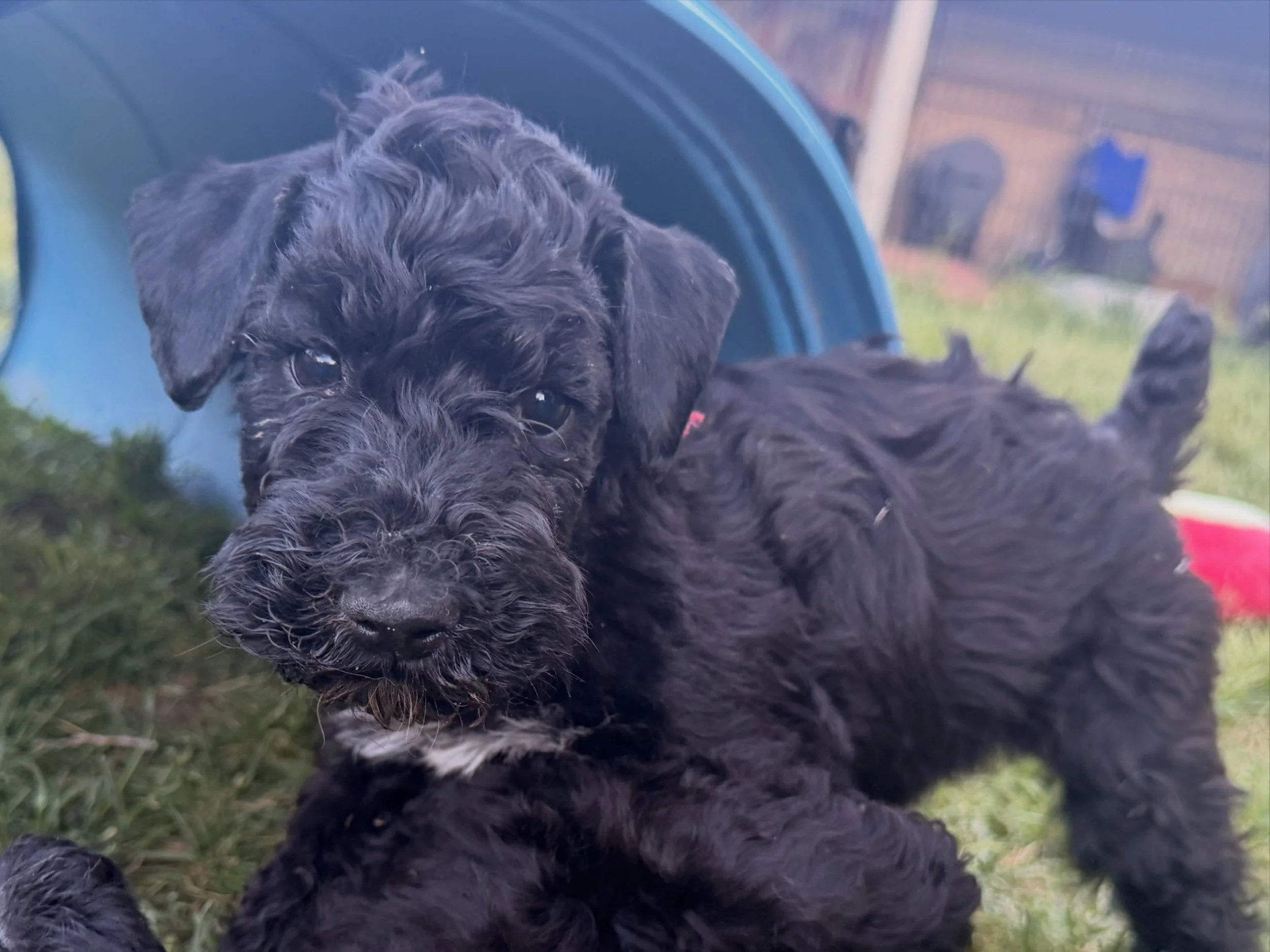 Such a rewarding feeling knowing they are growing up to be the best puppies possible.  Potty training is coming along very nicely.  Crate training with minimal crying.  Grooming table is one of their favorite places with all those delicious snacks, a