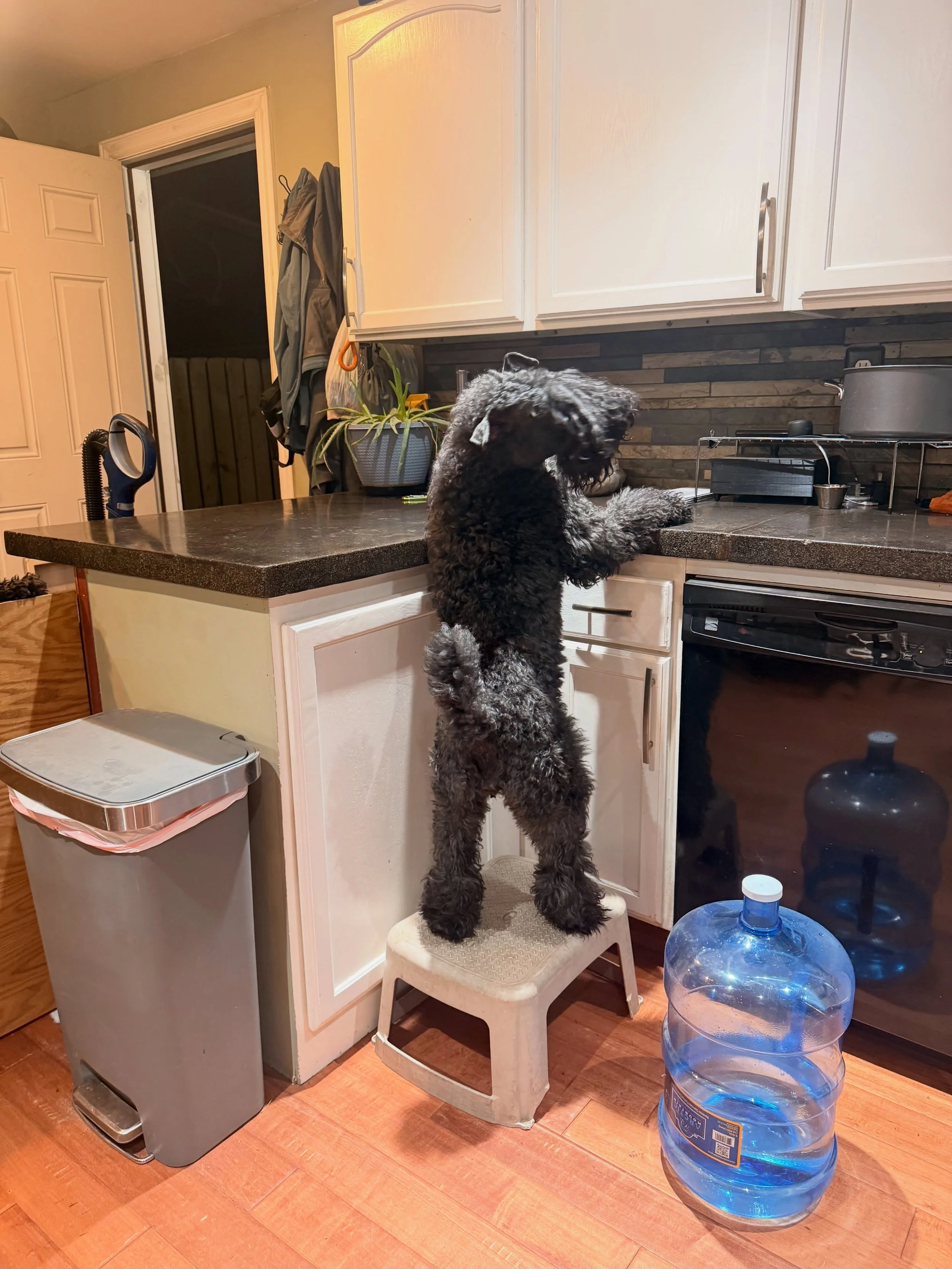 Umm excuse me Miss Pickles.  Last I checked you were not suppose to be up there.  Also, the bully stick you think you smell up there - has been put away.
