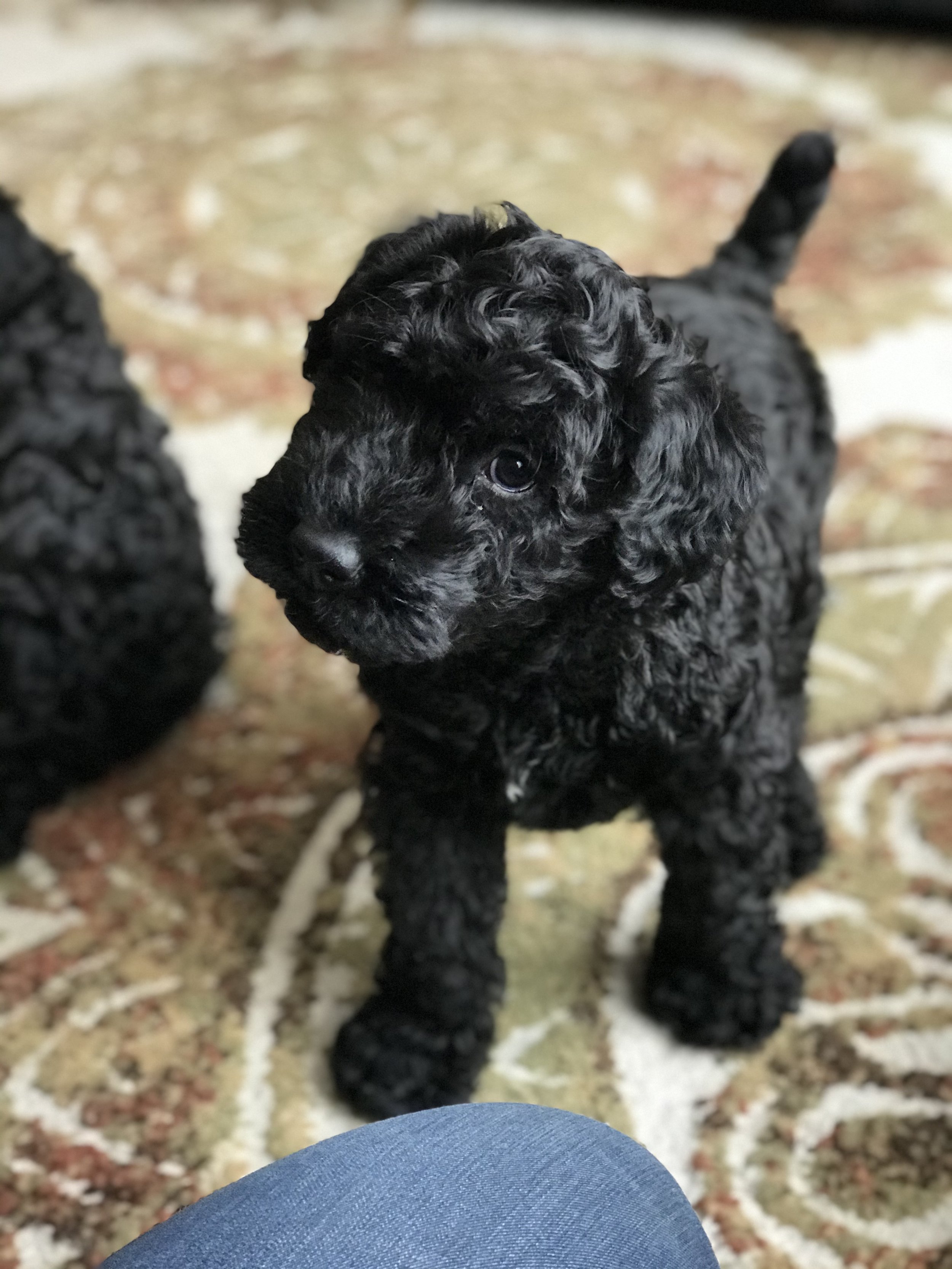 B litter photo option 4.jpg