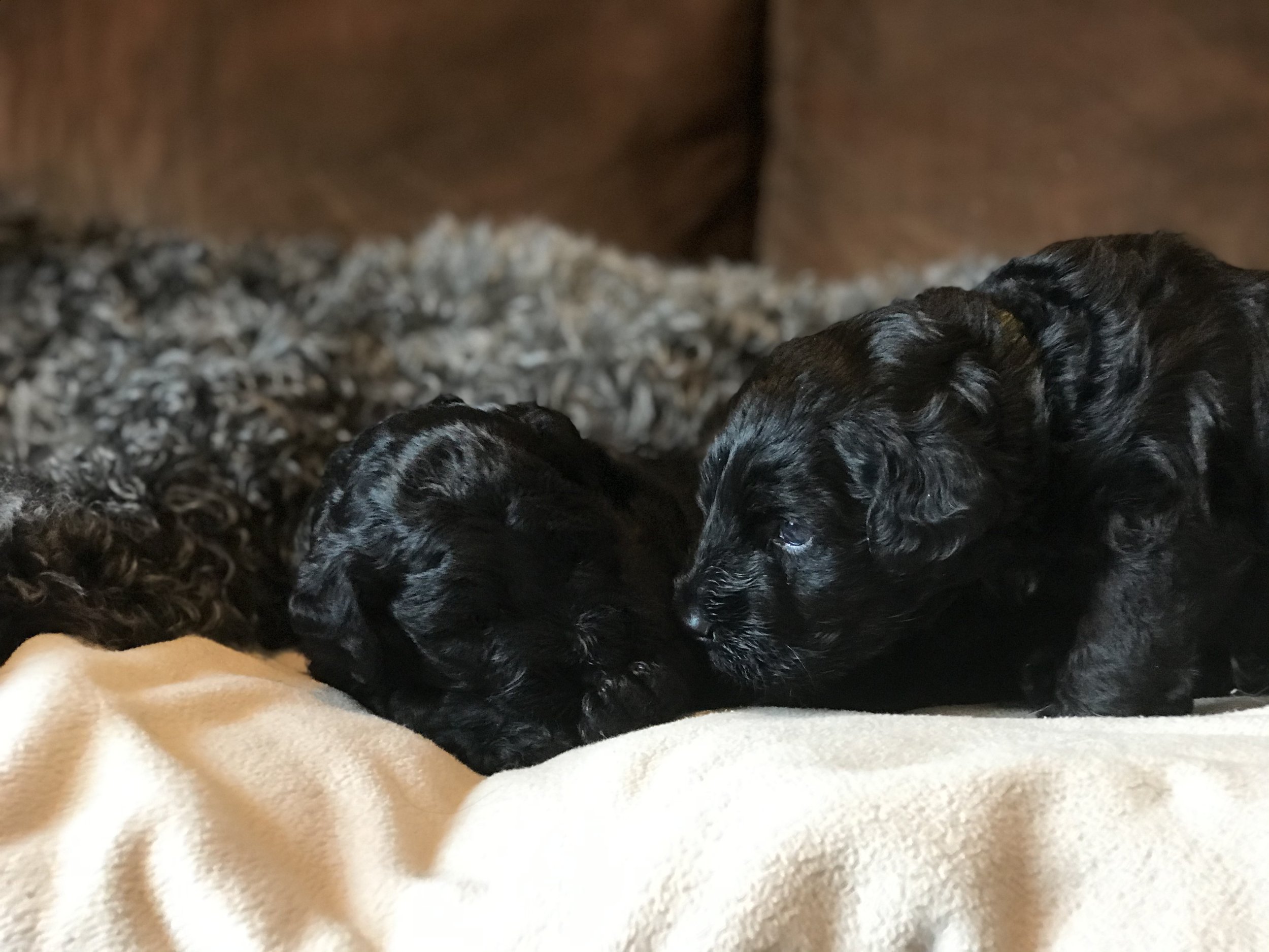 B litter photo option 1.jpg