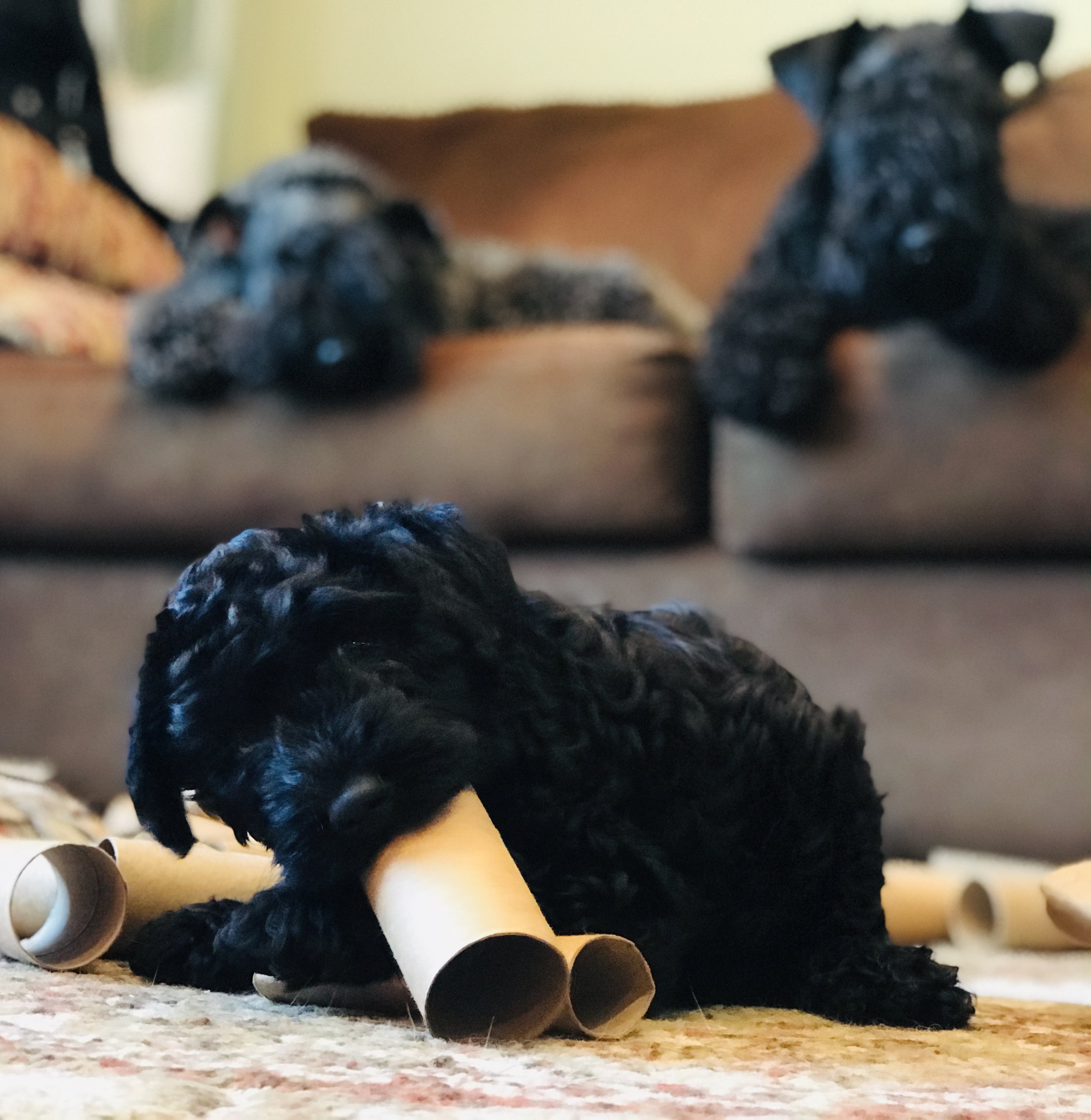B litter photo option 3.jpg