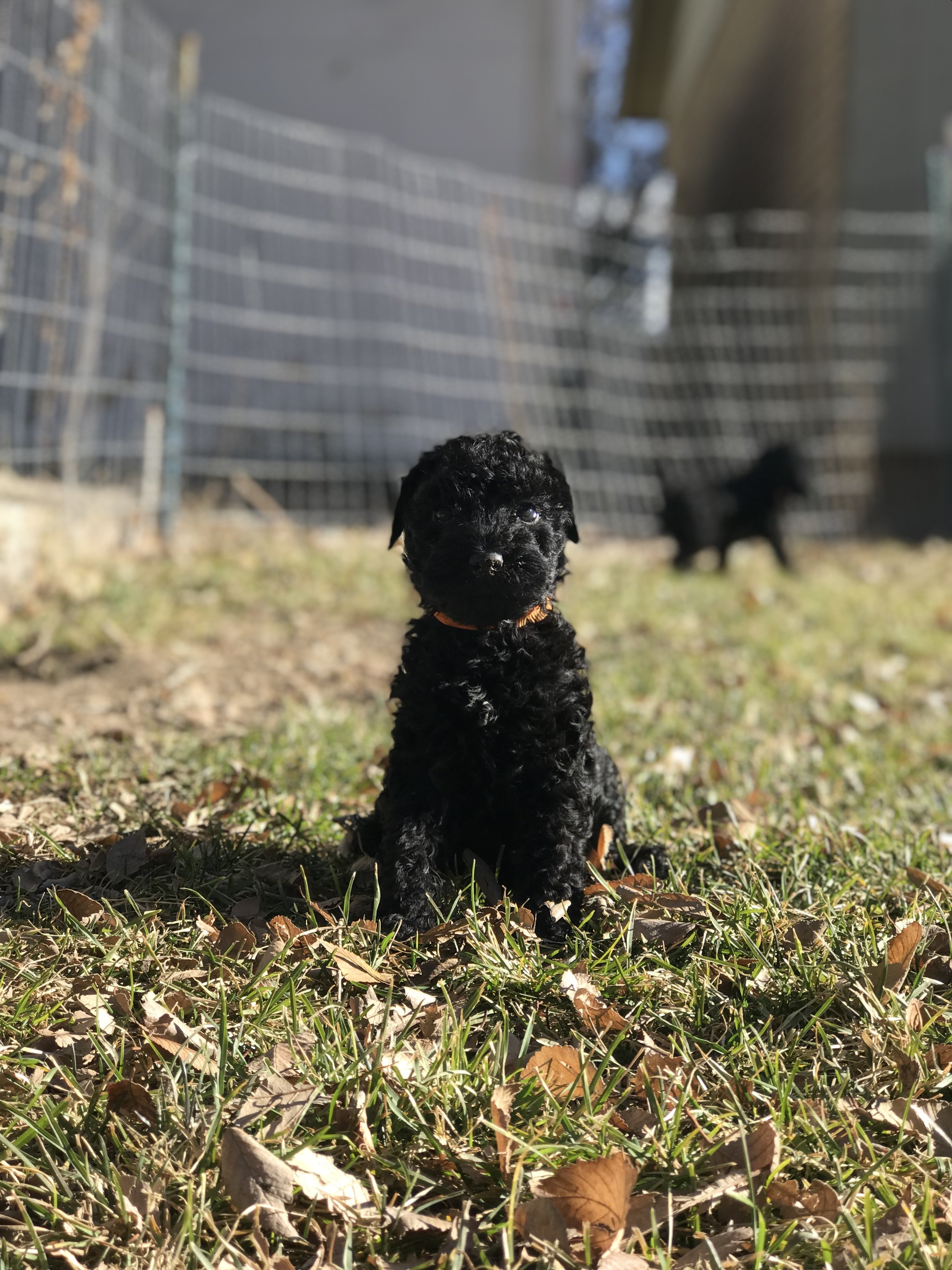 A litter photo option 3.jpg
