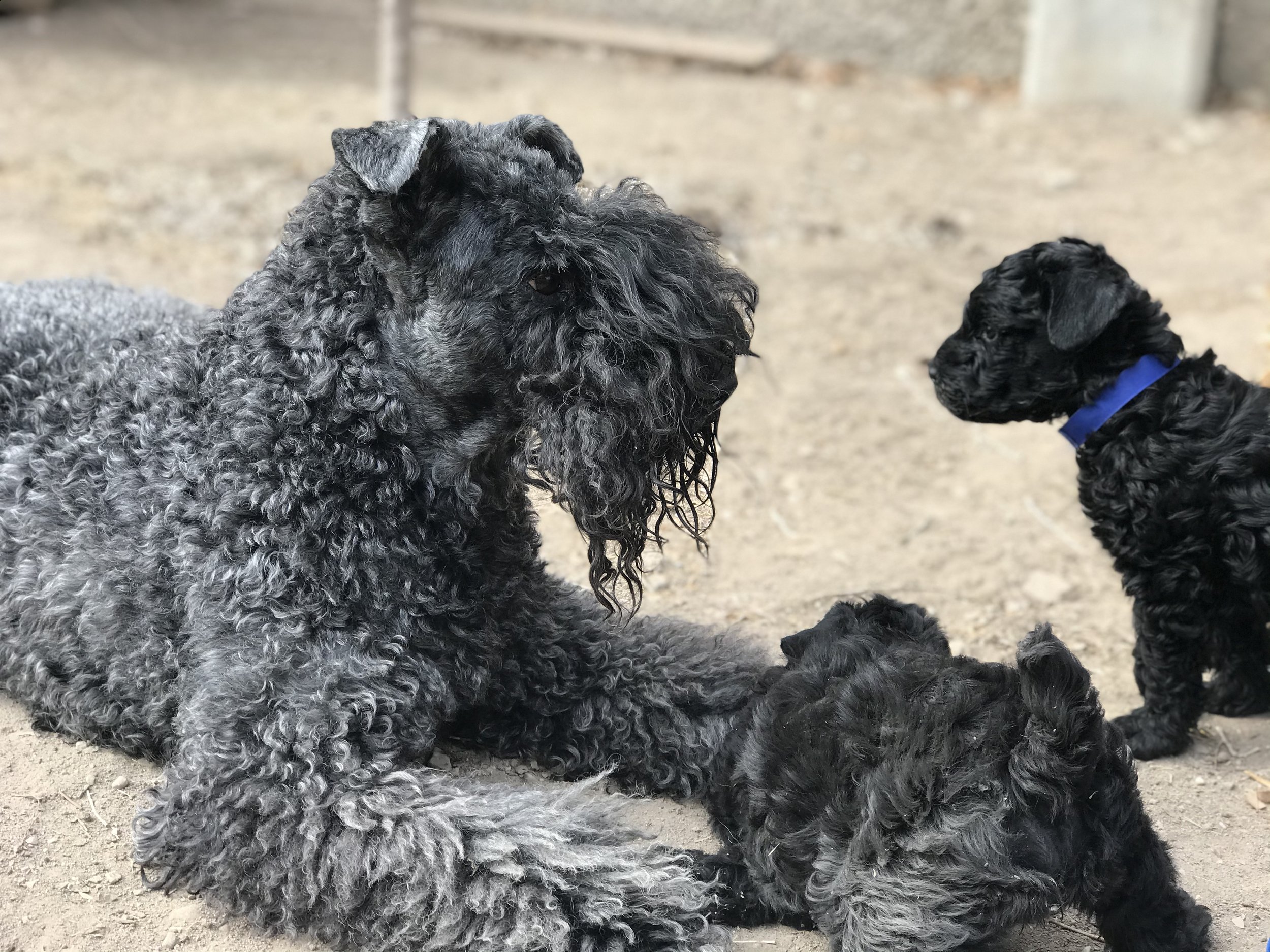 C litter photo option 2.jpg