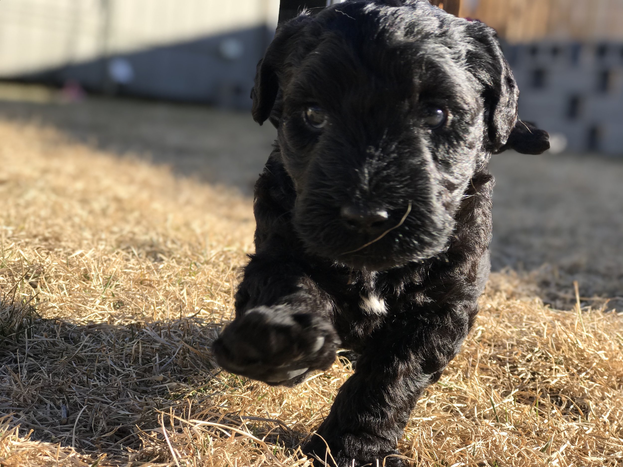 C litter photo option.jpg