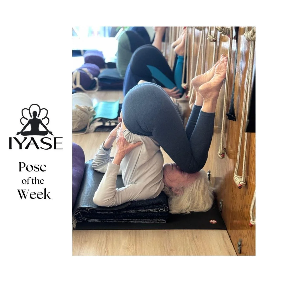 Mimi of Yoga Shed DeLand, FL demonstrates Karnapidasana, Ear Pressure Pose Karna - ear Pida - pressure Asana - pose In this posture both ears are pressed by bent legs and the outside noise is shut off, which makes one turn inward This asana removes b