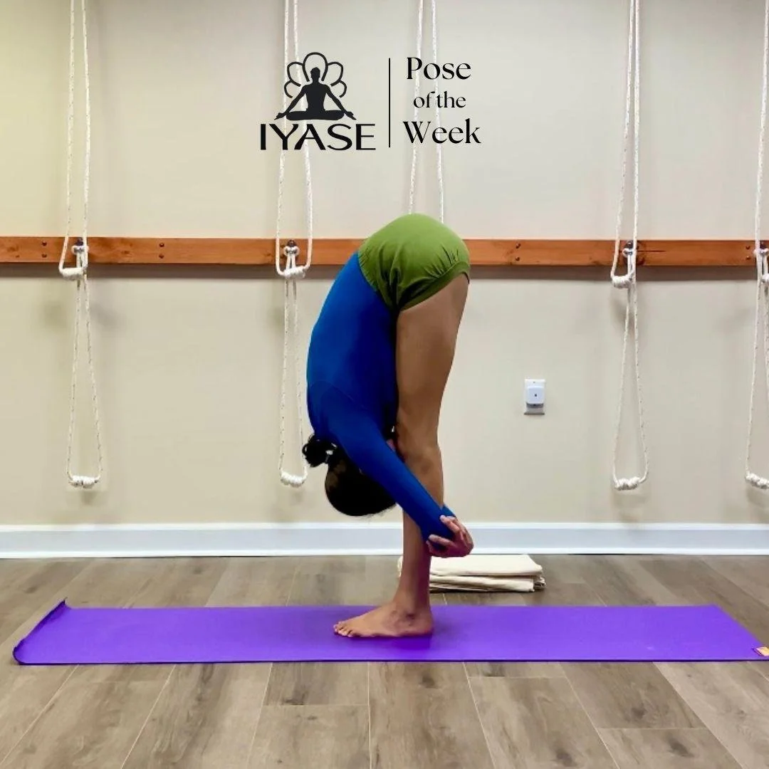 Alison Lintal demonstrates Uttanasana, Intense Forward Extension Pose

Ut = Intense, severe
Tana = spreading, elongating, stretching
Asana = pose, seat
Guruji refers to this pose in Arogya Yoga as &quot;Tuning the Strings of the Celestial Veena.&quot