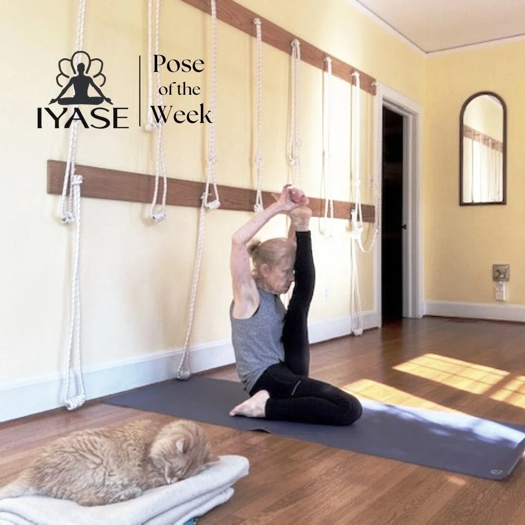 Jan LeFrancios of Spartanburg, SC demonstrates Krounchasana, a heron pose.

BKS Iyengar in Light on Yoga says that the raised leg resembles the outstretched neck and head of a heron.

The effects of this pose are to give a full extension to the uprig