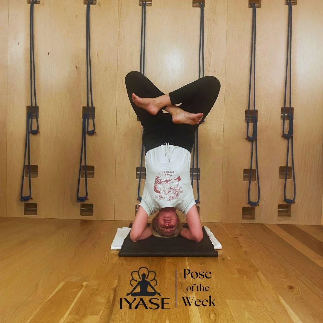 Rebecca Simmons, CIYT presents Urdhva Padmasana in Sirsasana, Lotus Pose in Head Stand Urdhva - Upward, above, high Padma - Lotus Sirsa - Head Asana - pose, posture This posture gives an extra pull to the dorsal region, the ribs, and the pelvic regio