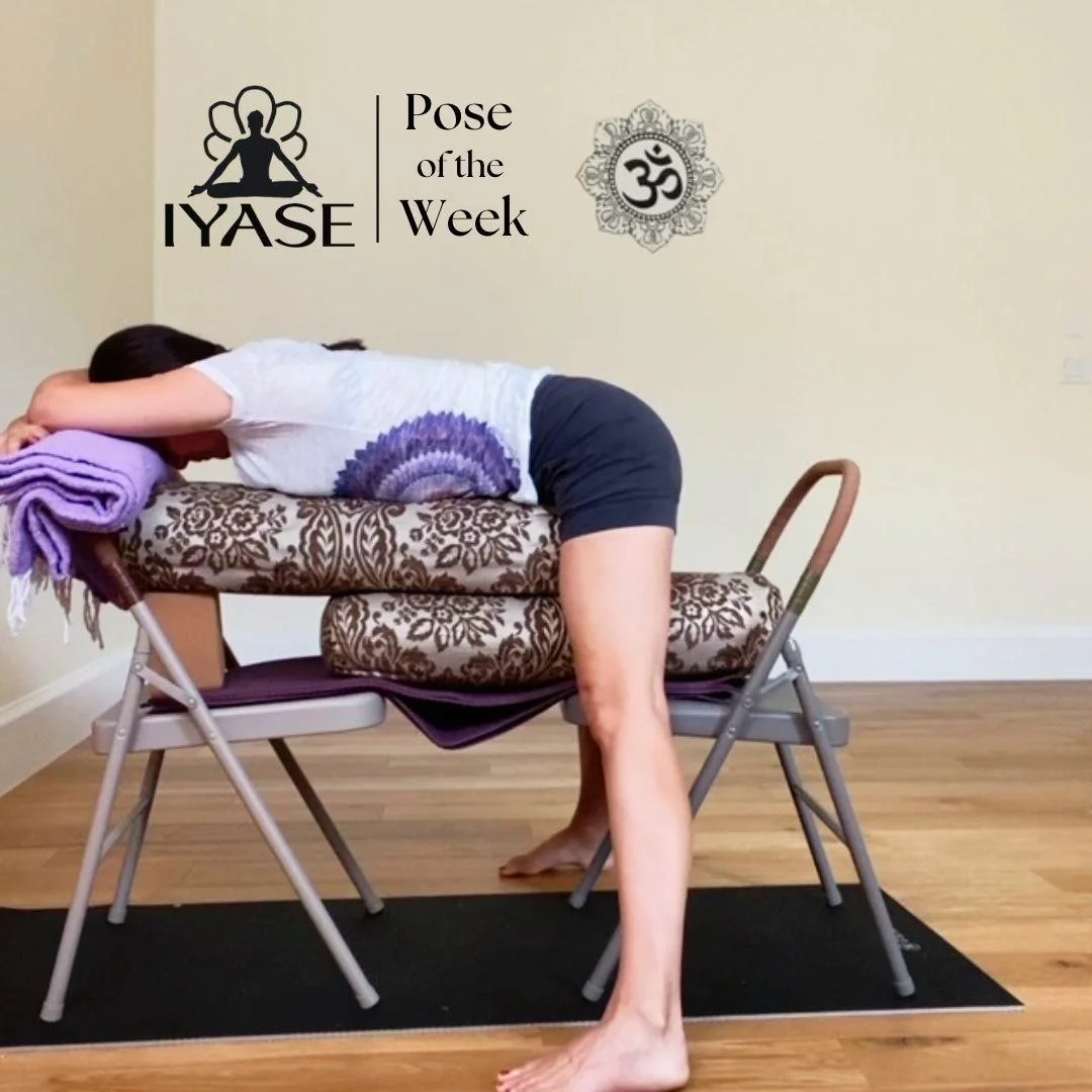 Stephanie Dodge, CIYT presents Supported Prasarita Padottanasana, Legs Extended Wide Pose Prasarita - expanded, spread, extended Pada - foot Tan - stretch Asana - pose, posture The pose is the one where expanded legs are stretched intensely Benefits: