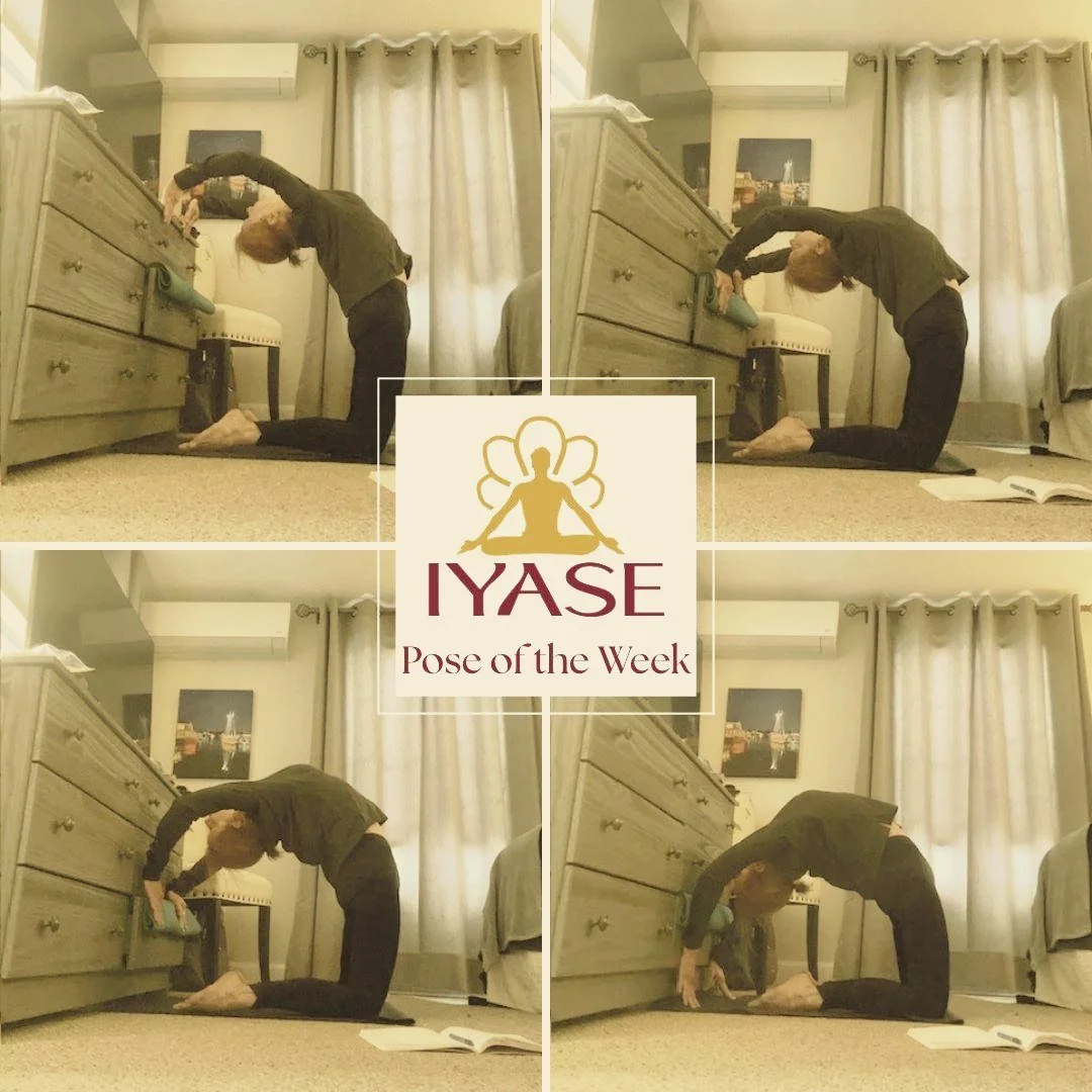 Jan LeFrancois, CIYT presents Kapotasana, Pigeon Pose Kapota - a pigeon or a dove Asana - pose BKS Iyengar in Light on Yoga says: &ldquo;In this pose the chest expands and puffs out like that of a pouter pigeon.&rdquo; Pigeon Pose Benefits by BKS Iye
