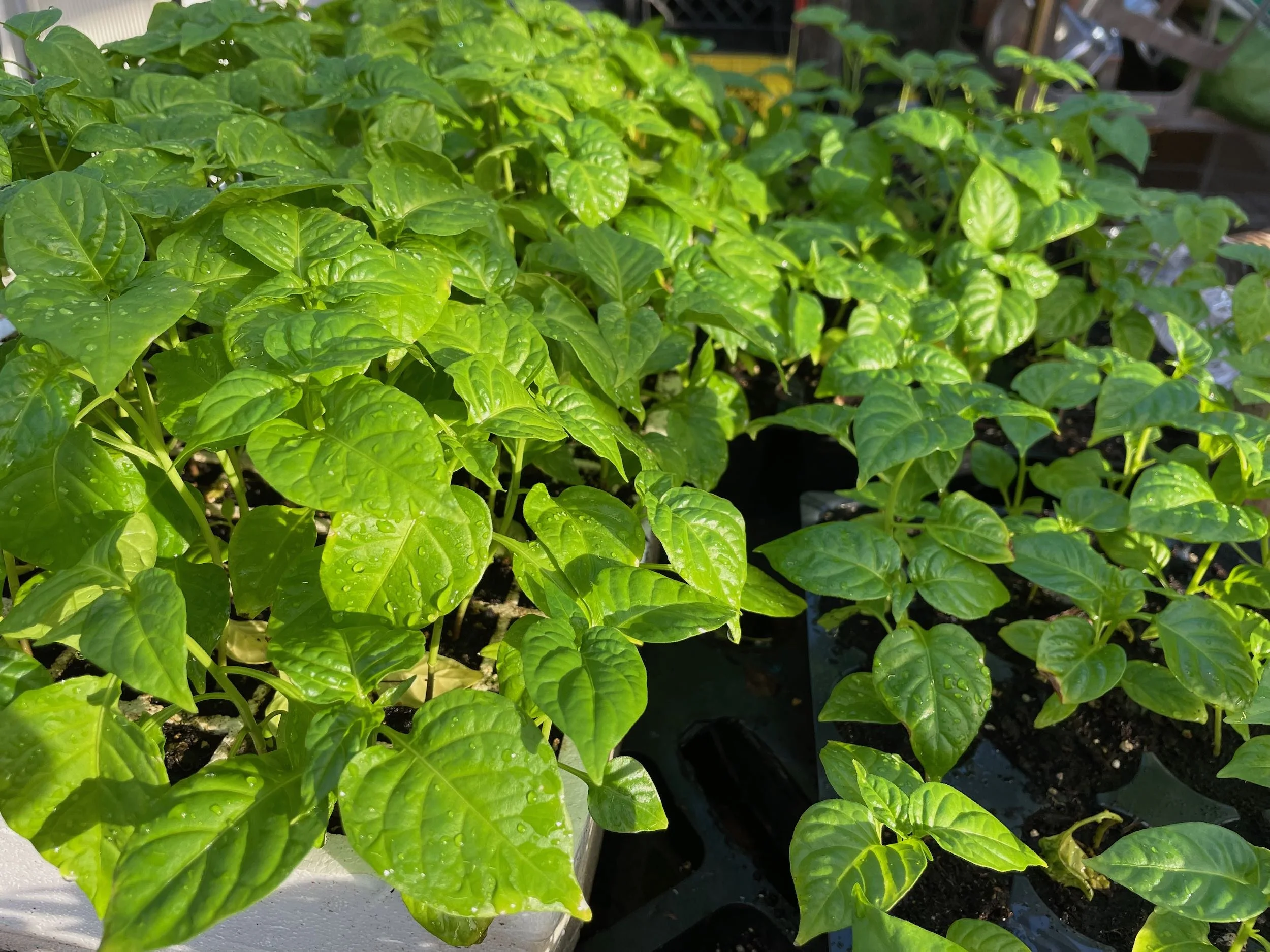 Virgin Islands Greens and Micro Greens