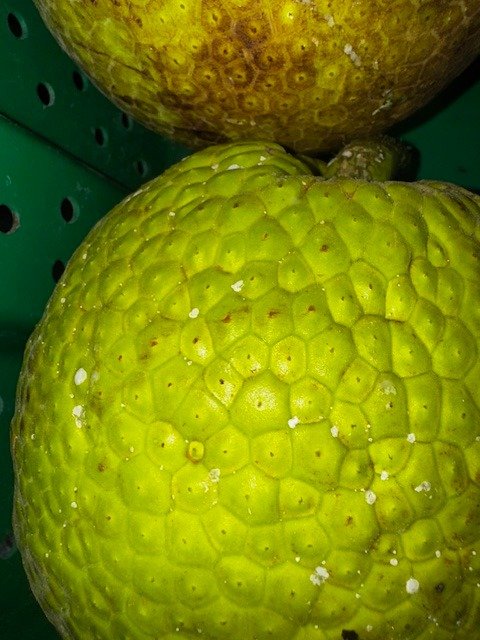 Breadfruit