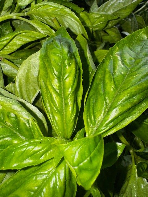 Basil