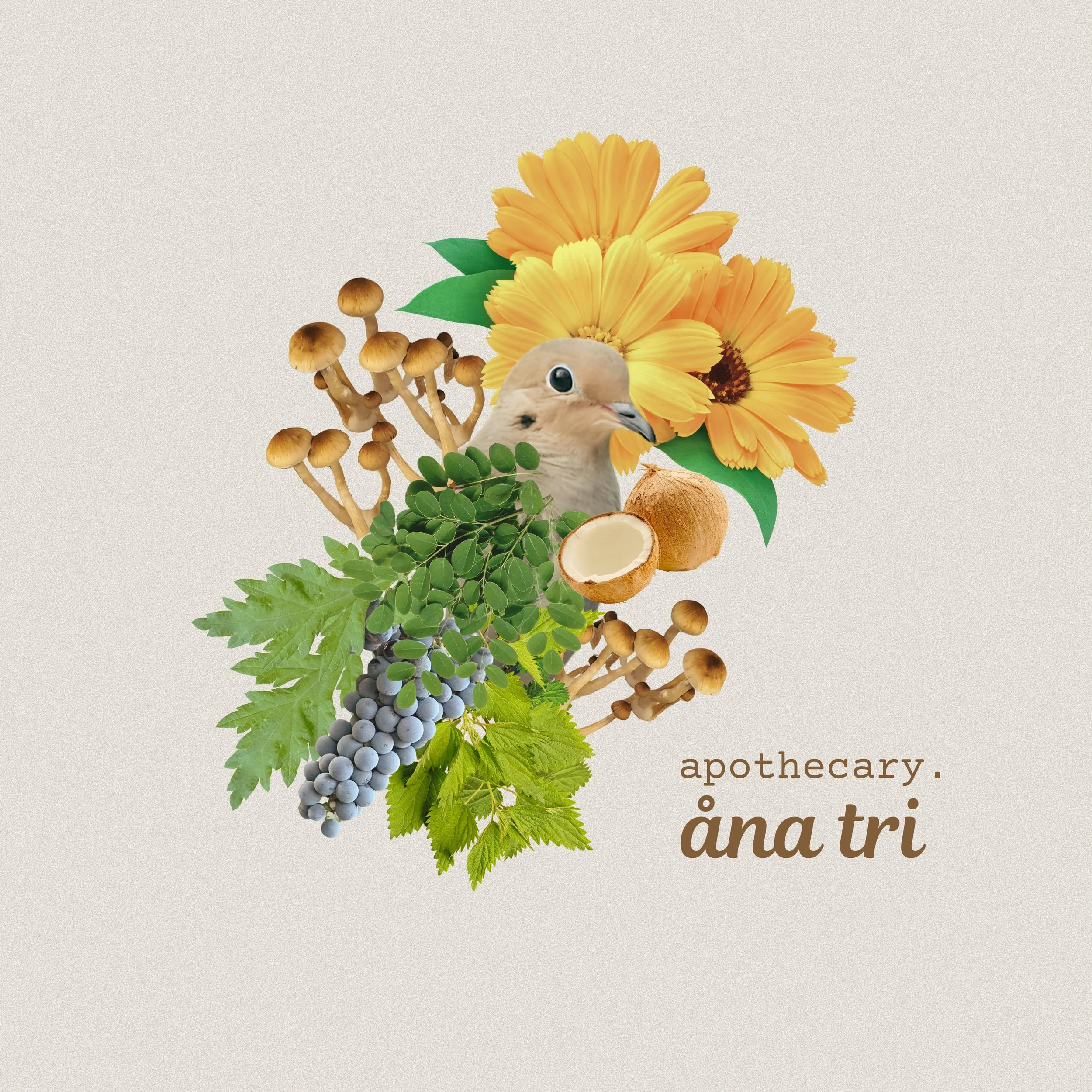 apothecary. album coming soon