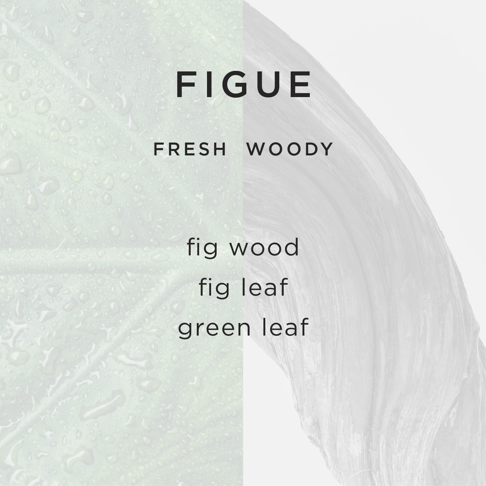 G&K_WEBSITE_PRODUCT_FRAGRANCE_FIGUE.png